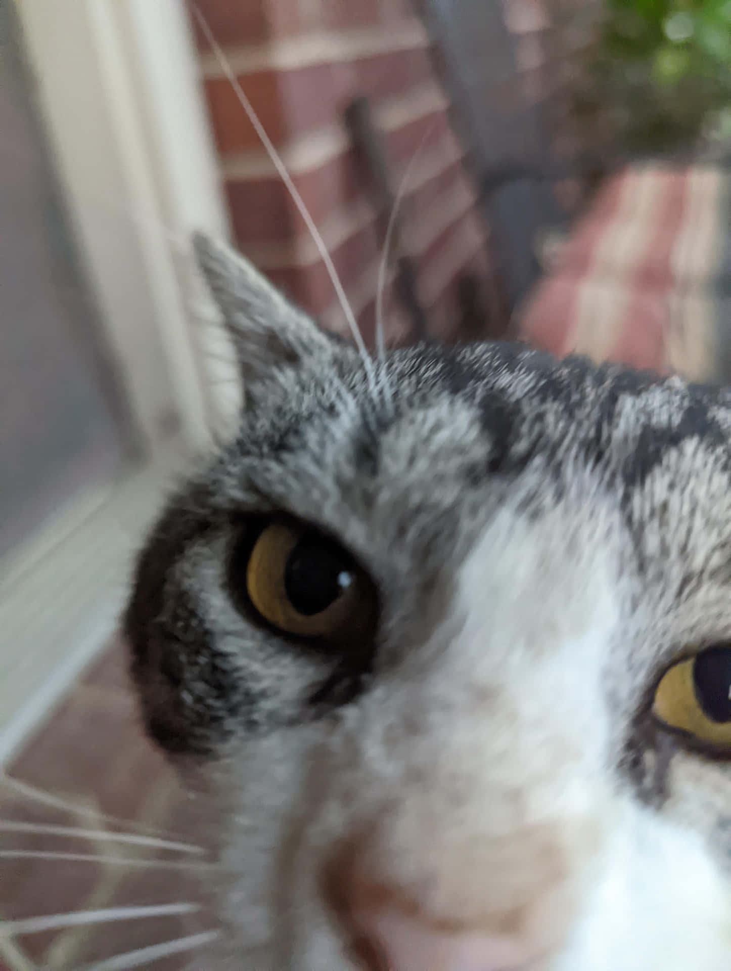 Corner Stare Cute Cat Pfp