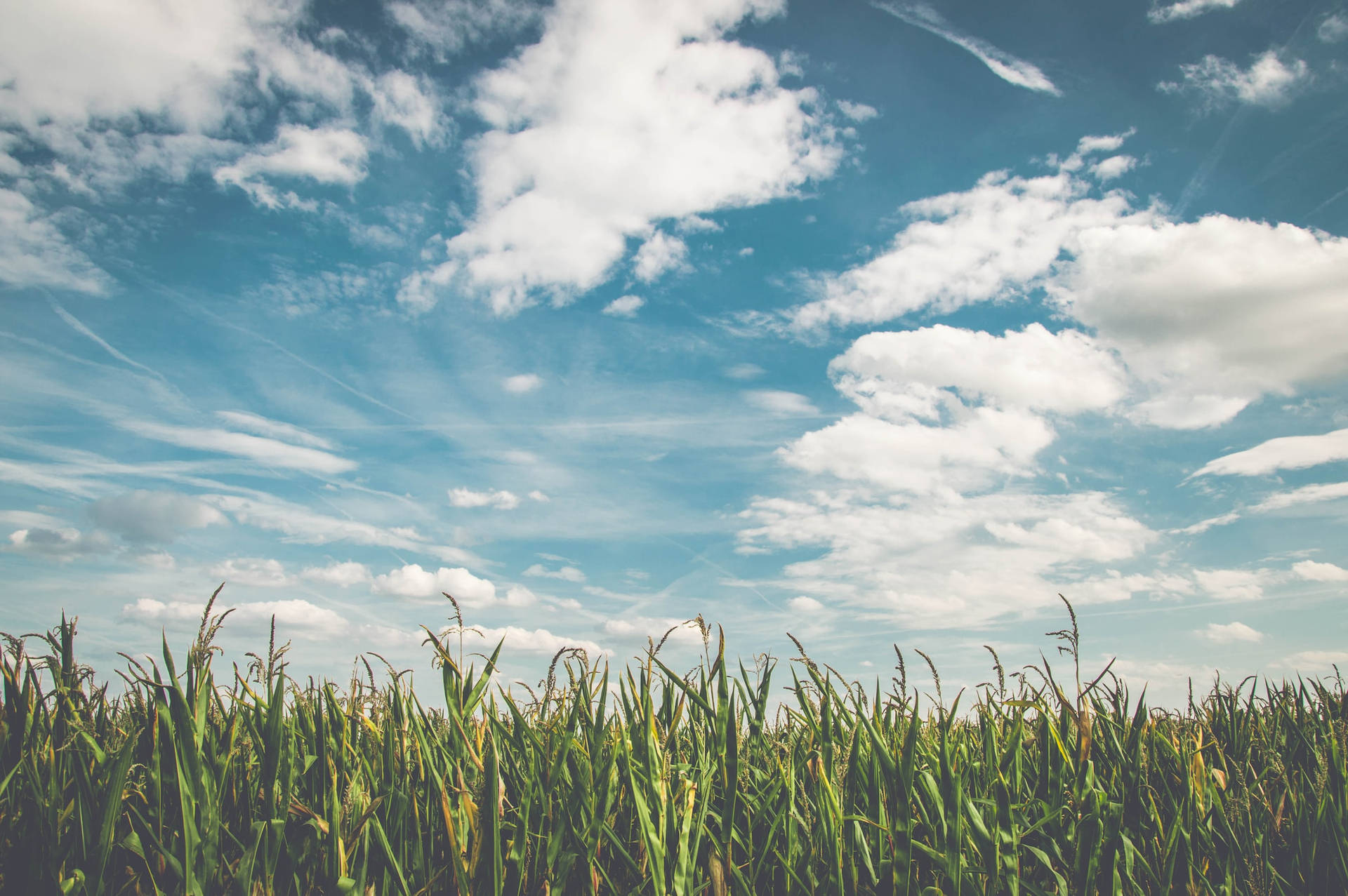 Cornfield Farm Beneath The Blue Skies