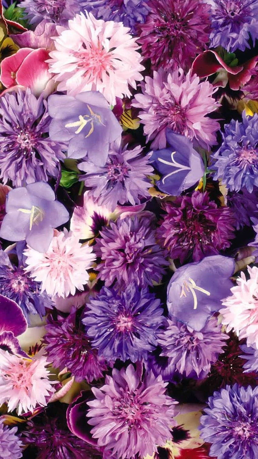 Cornflower Aesthetic Purple Flower Background