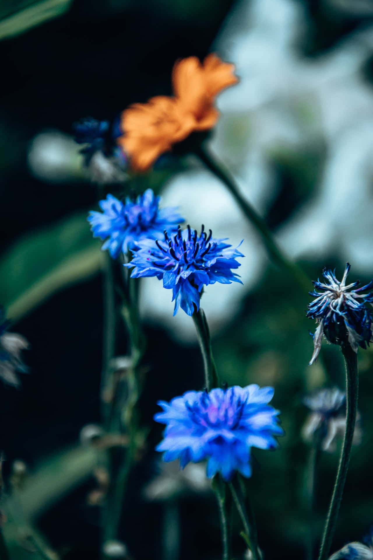 Cornflowers Blue Flowers Phone Background