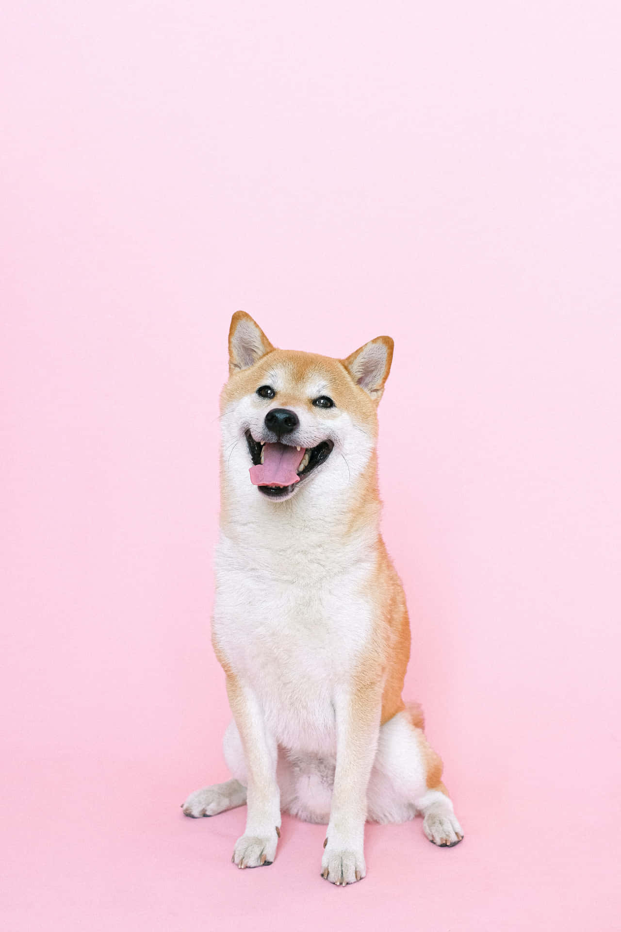 Corny Cute Dog [wallpaper] Background