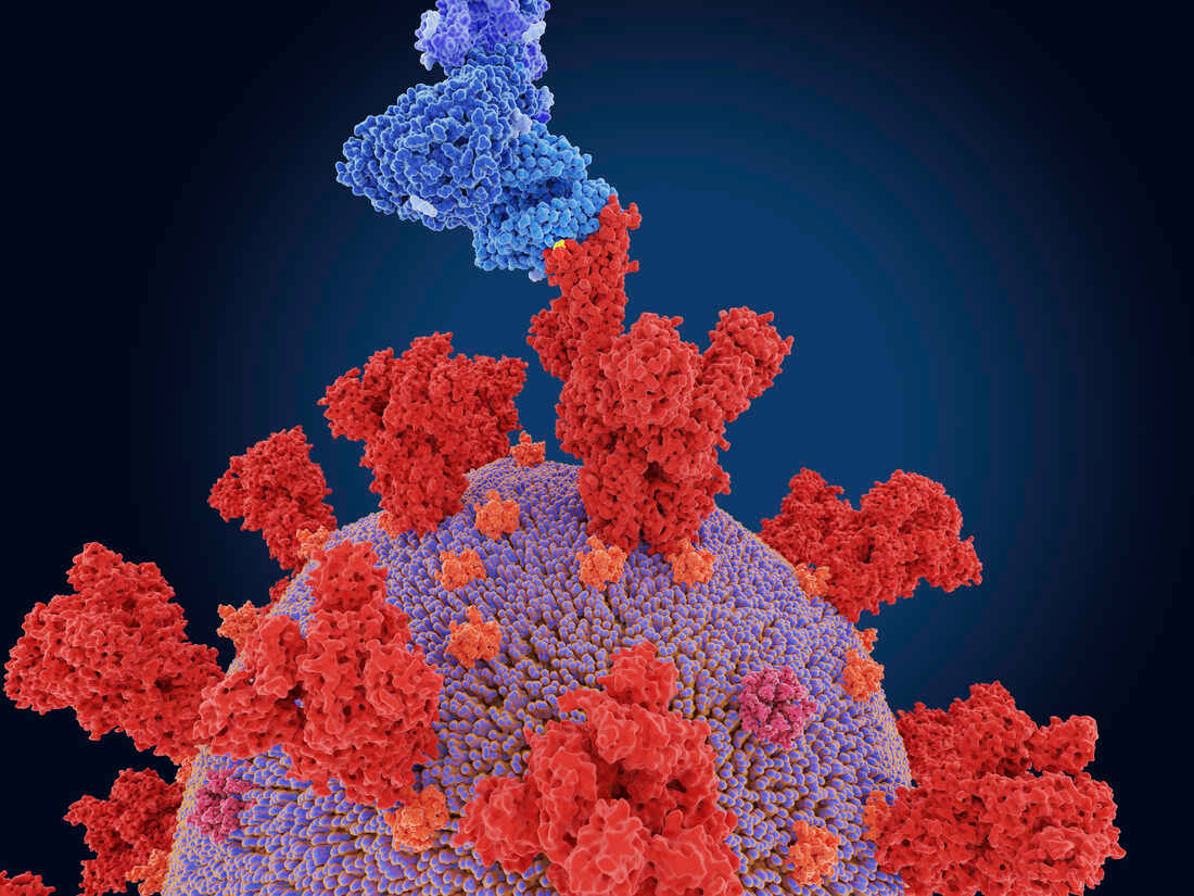 Coronavirus Closer Look Background