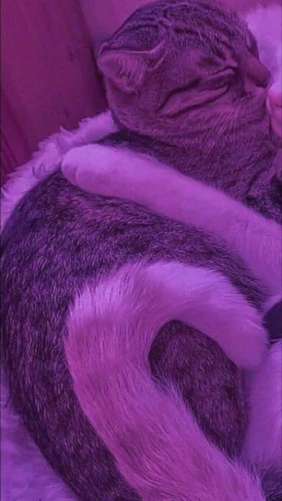 Corresponding Hug Between Two Cats