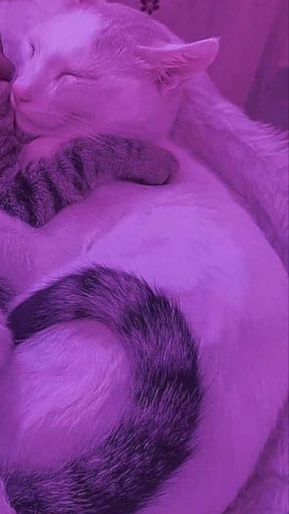 Corresponding Hug Of Cats Background