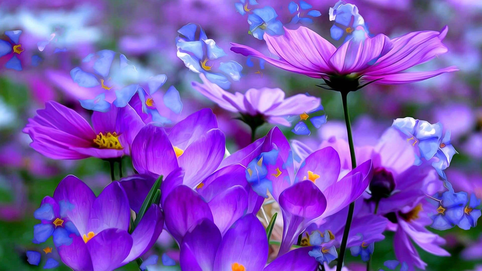 Cosmos Blue And Purple Flowers