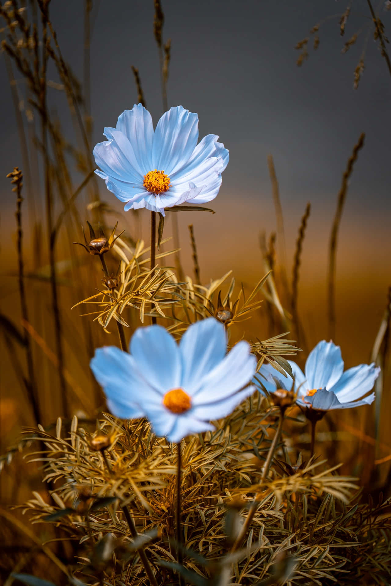 Cosmos Blue Flowers Phone Background