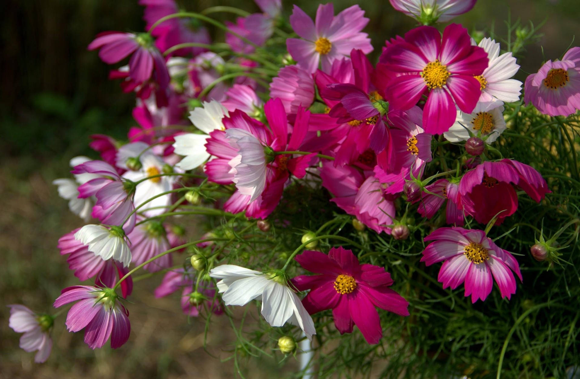 Cosmos In Sharp Pink And White Background
