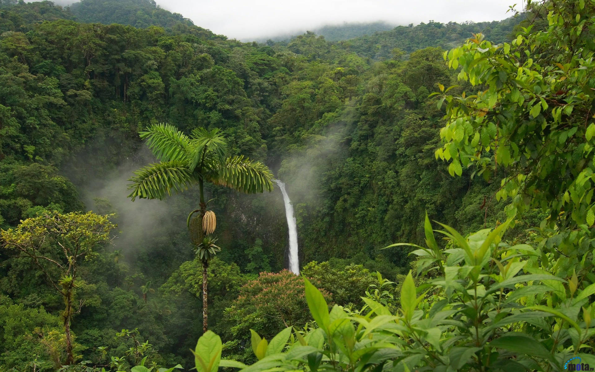 Costa Rica Arenal Forest Background