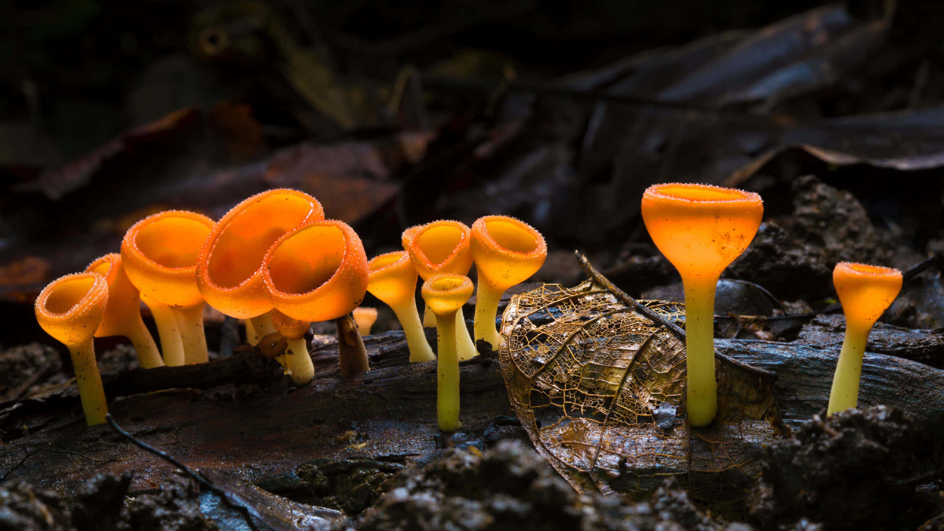 Costa Rica Cup Fungus With Inverted Cap Background