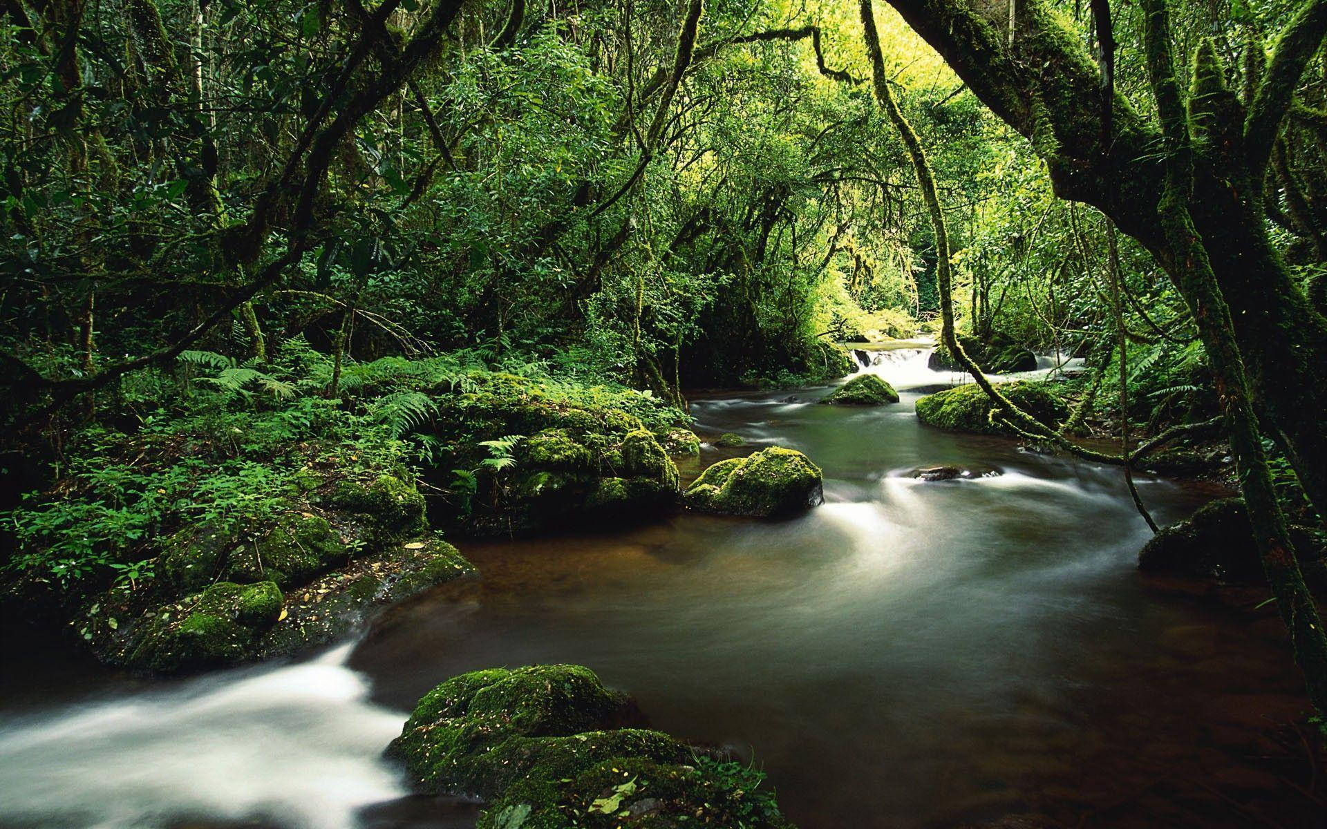 Costa Rica Magical Forest Background