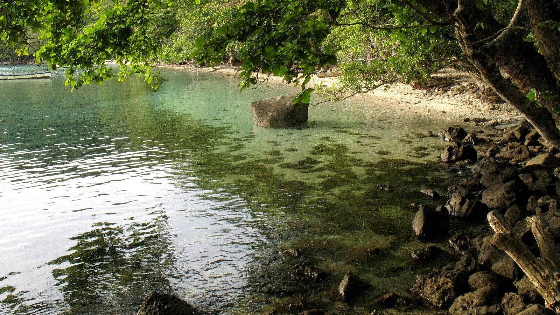 Costa Rica Mangrove Forest