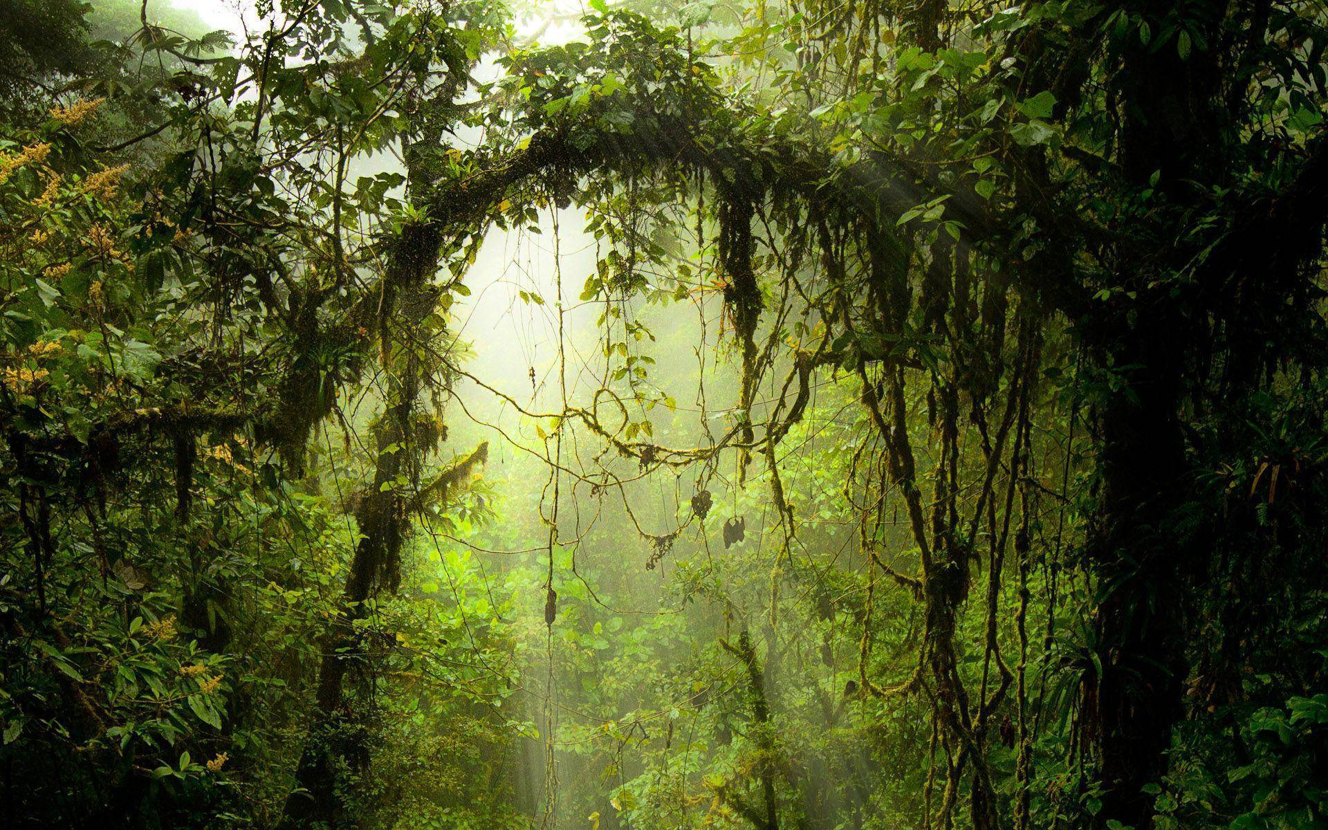 Costa Rica Misty Forest Background