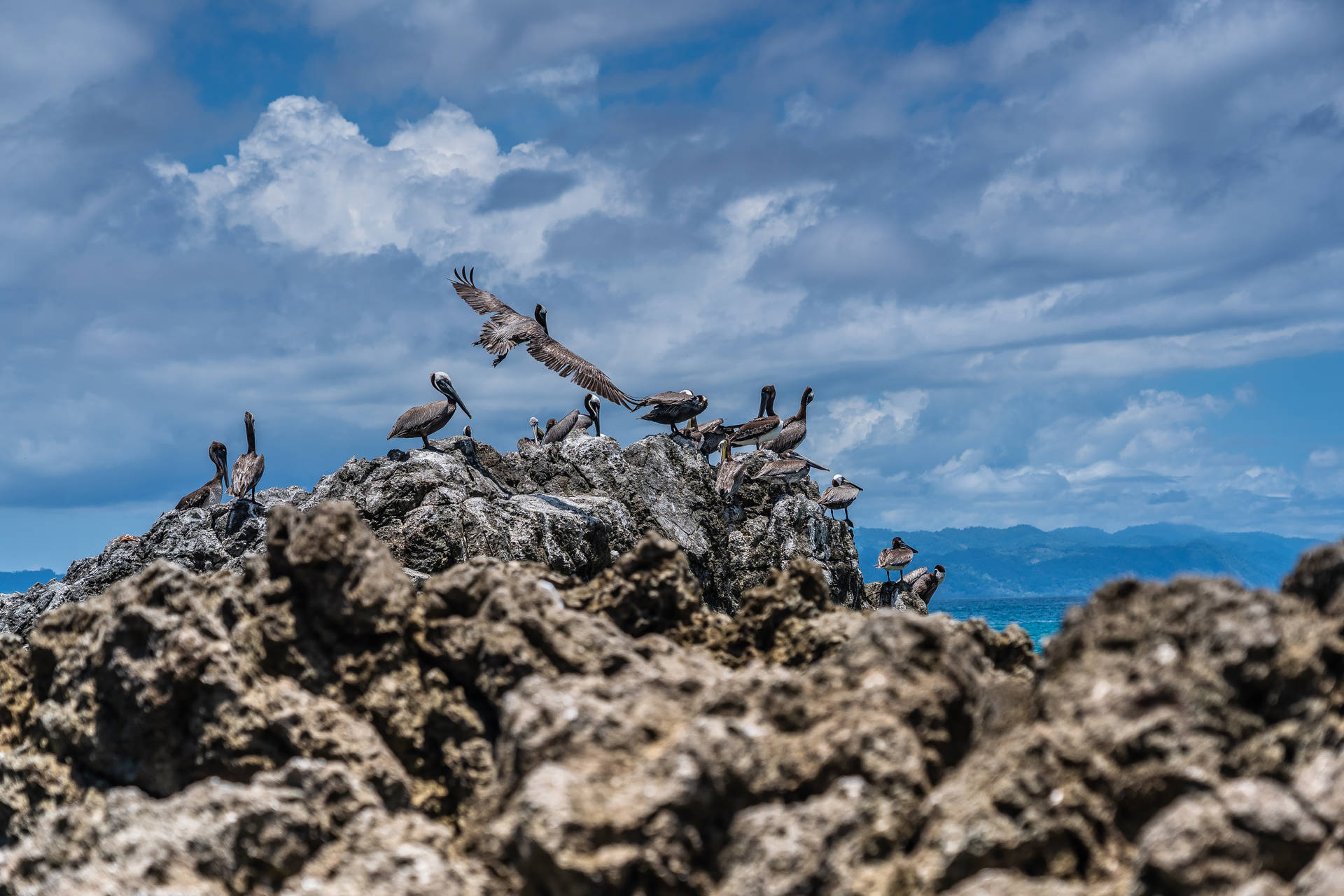 Costa Rica Peruvian Booby Birds Background