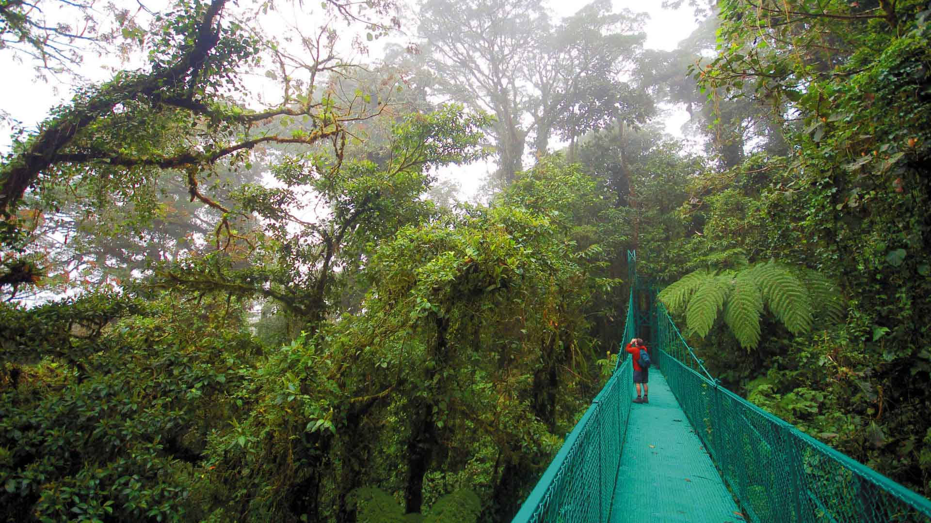 Costa Rica Rainforest Background