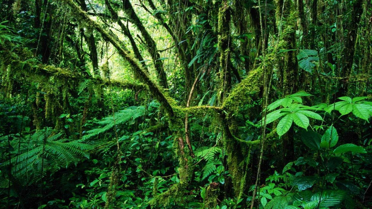 Costa Rica Tropical Rainforest Background