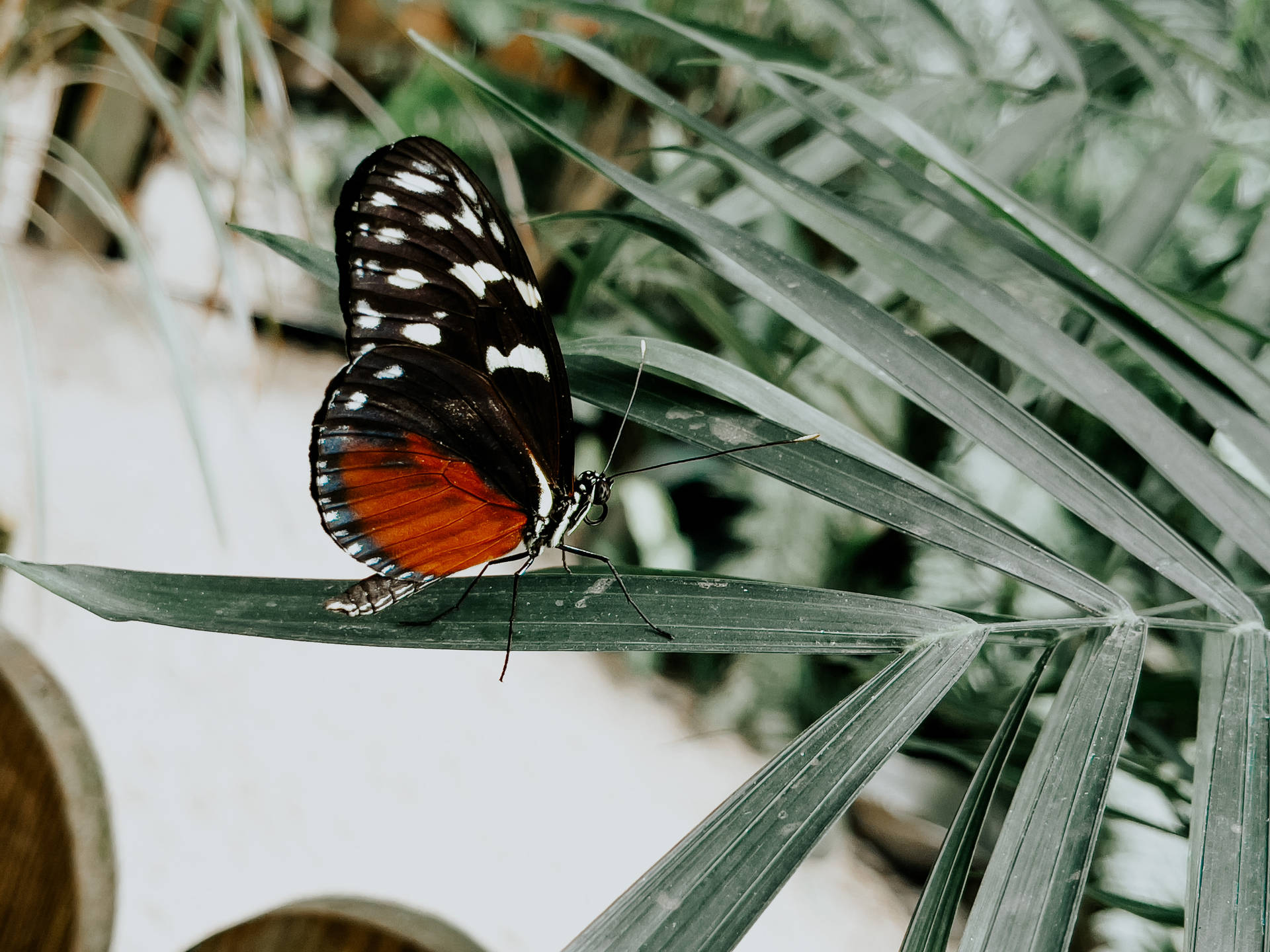 Costa Rican Species Aesthetic Butterfly