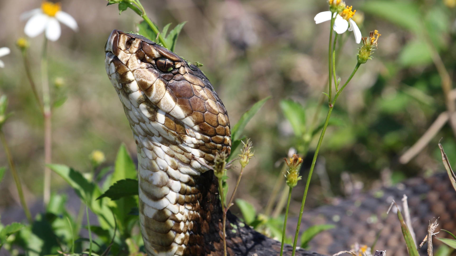 Cottonmouth Crawling In A Field