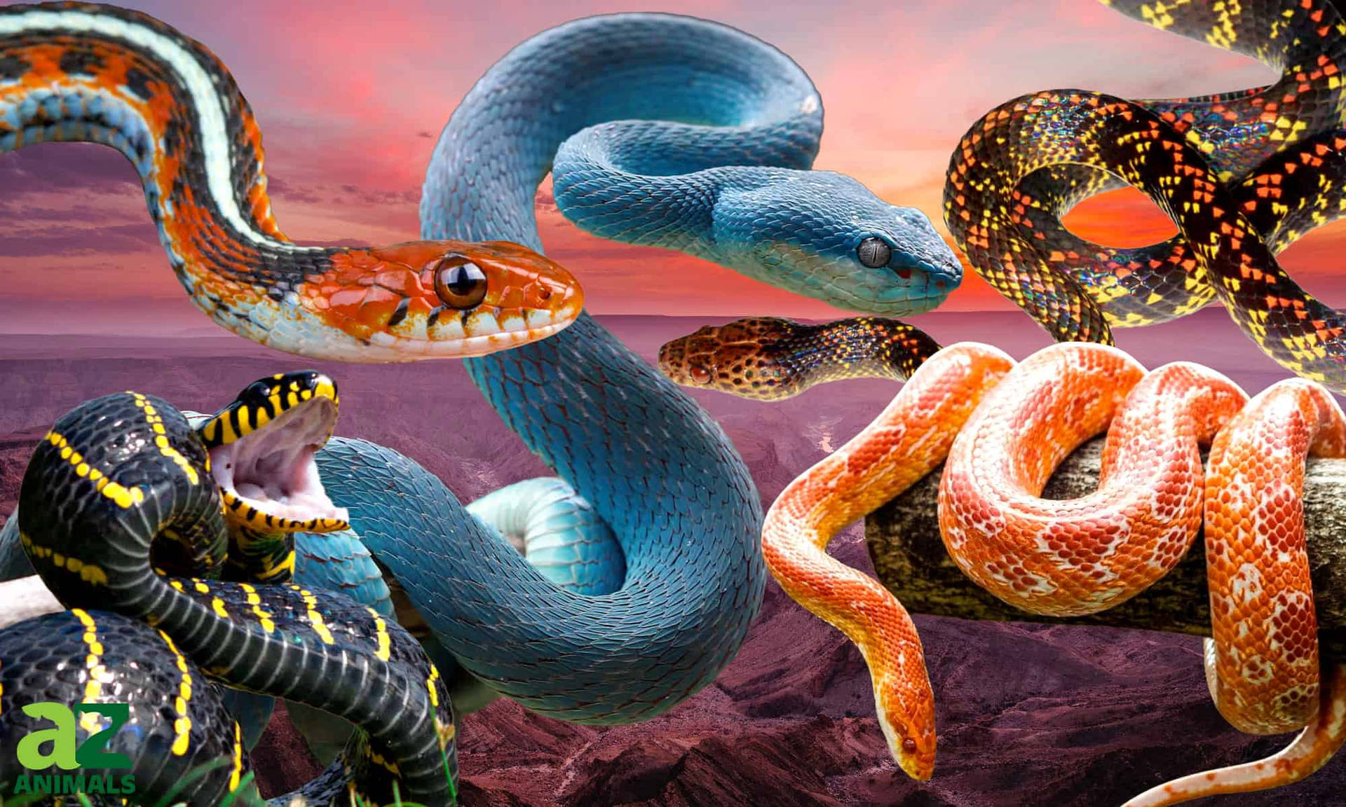 Cottonmouth Digital Collage