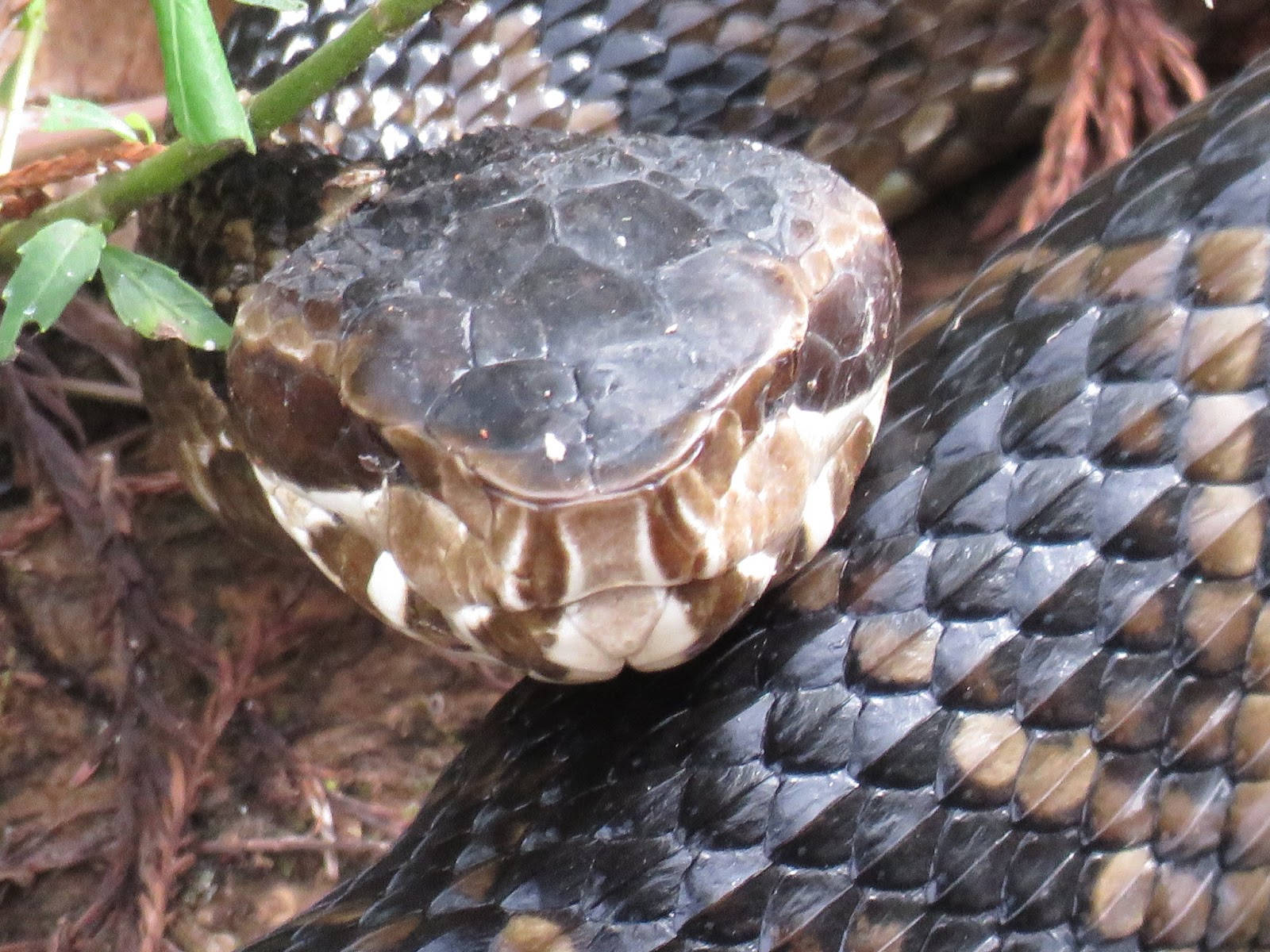 Cottonmouth Eyes Closed