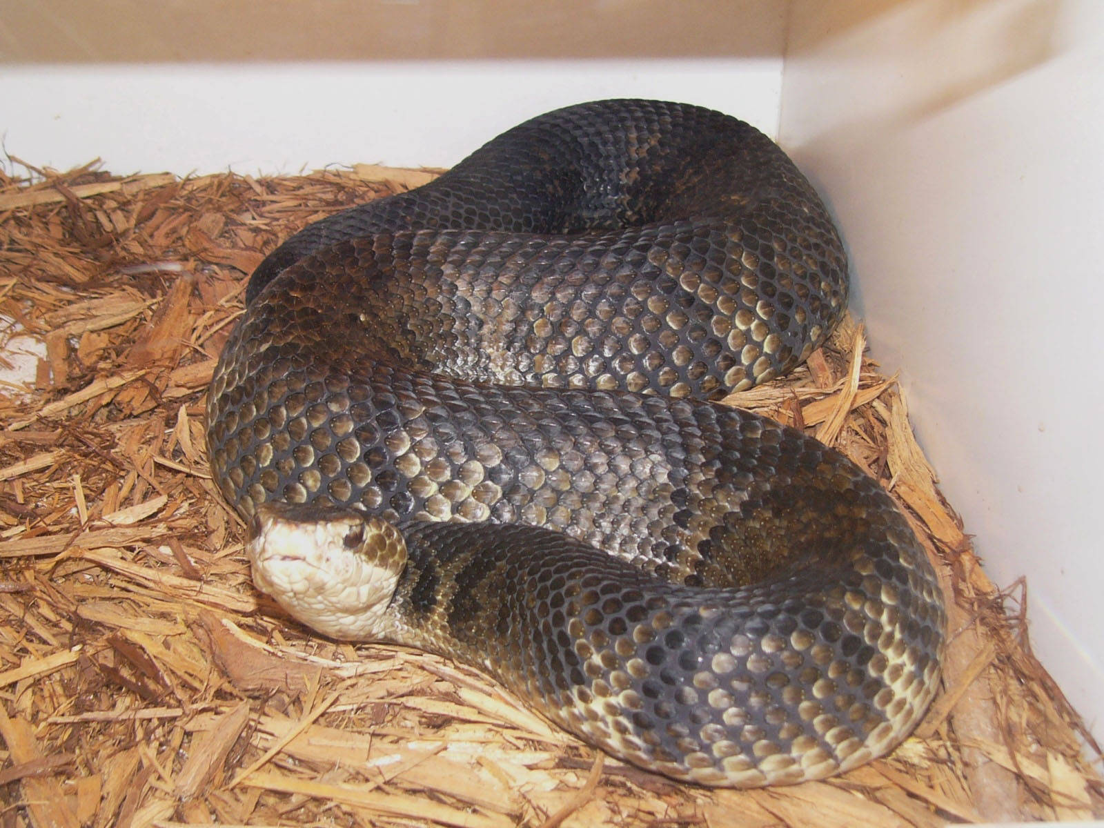 Cottonmouth Inside A Zoo Vivarium