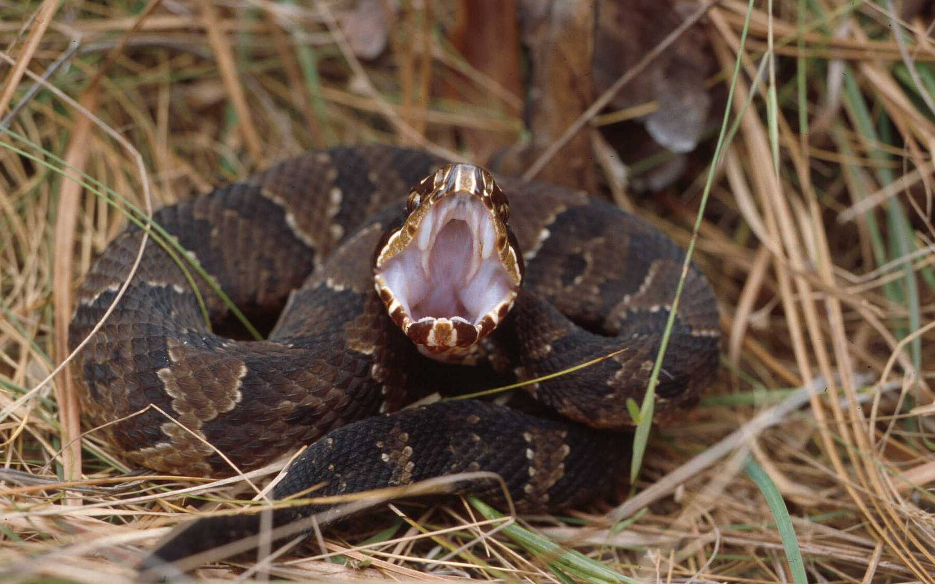 Cottonmouth Showing Fangs