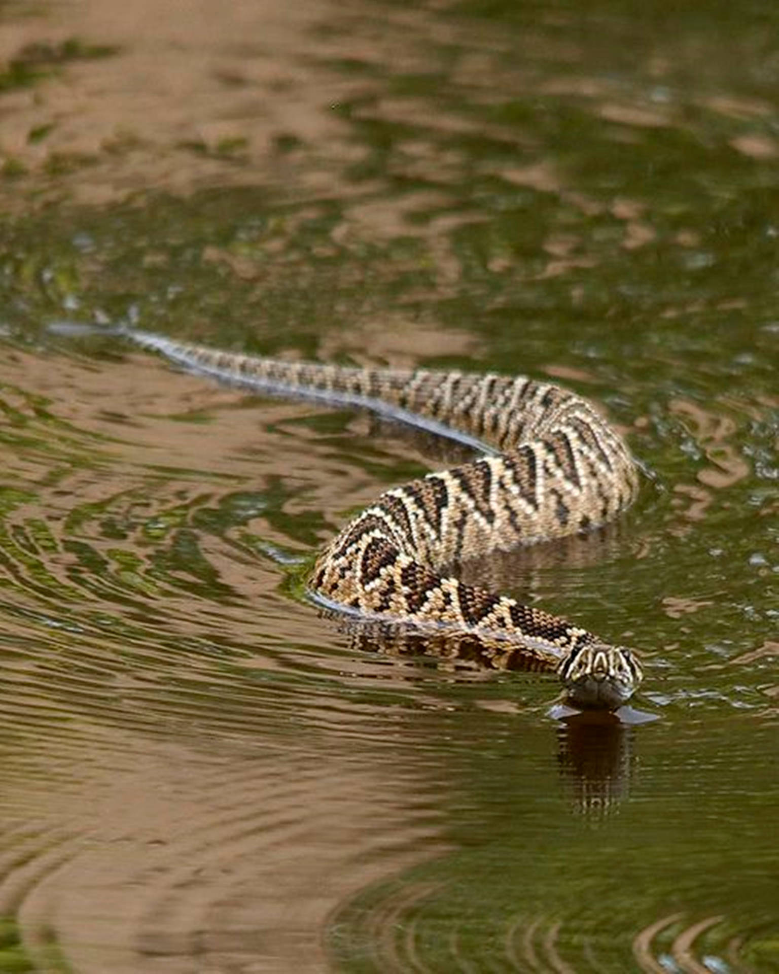 Cottonmouth Water Moccasin Swimming Background