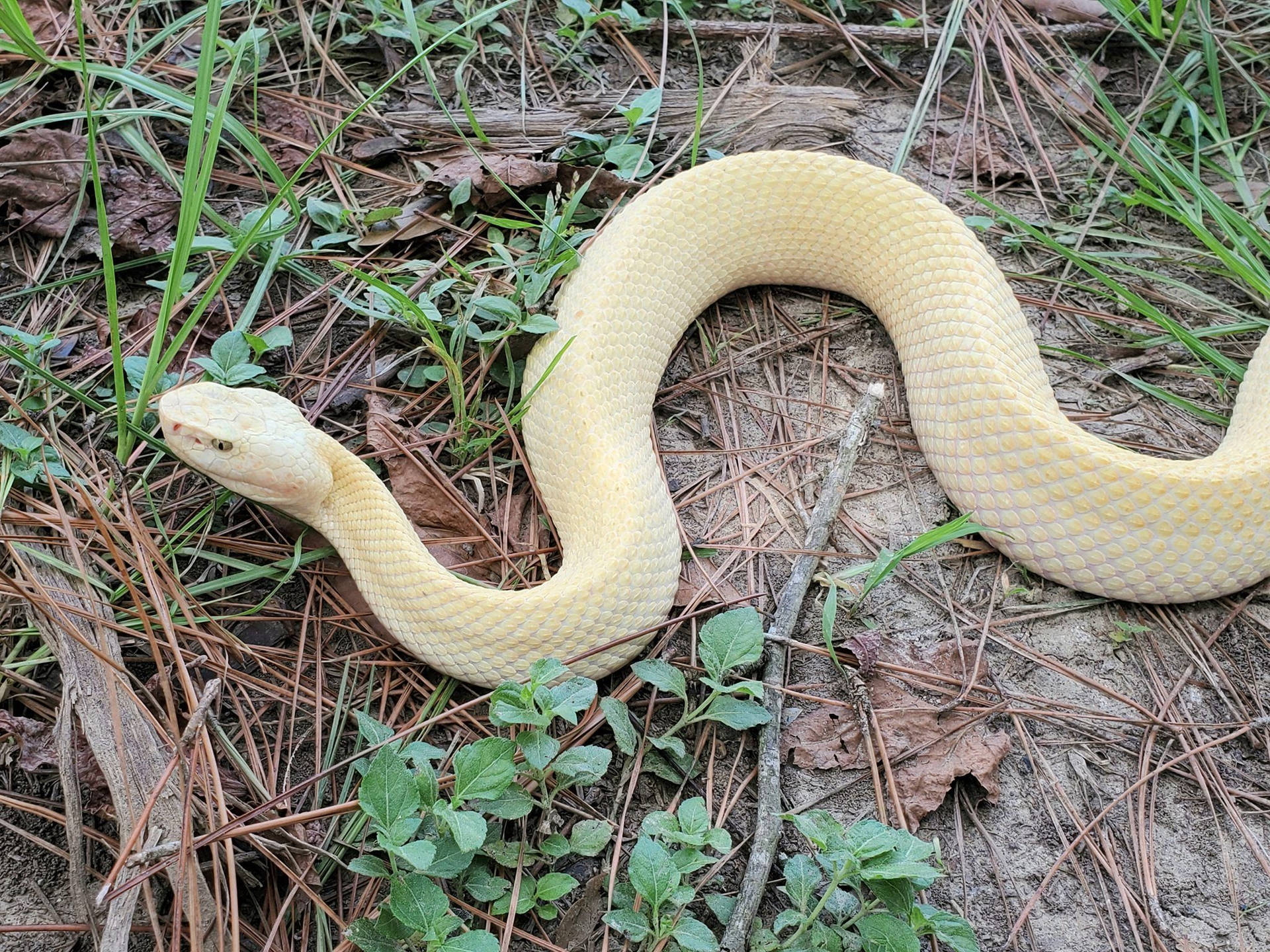 Cottonmouth With Pretty Yellow Scales