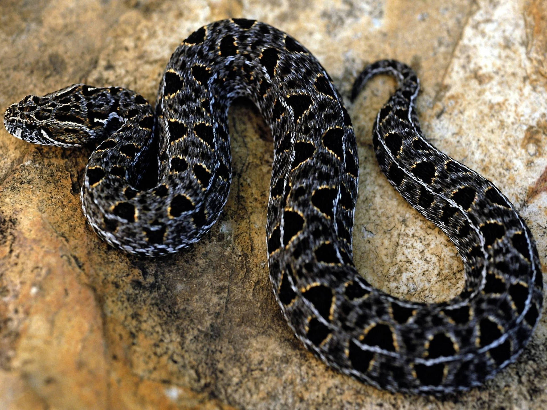 Cottonmouth With Triangular Scale Pattern