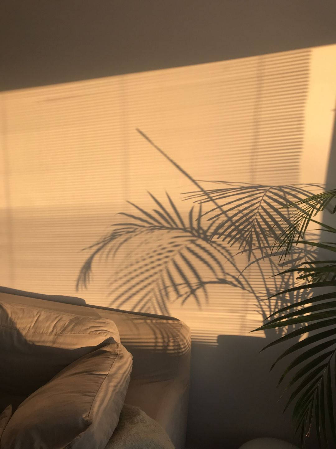 Couch And Plants In A Room Background