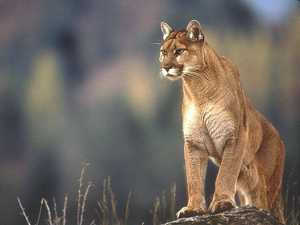 Cougar All Best Background