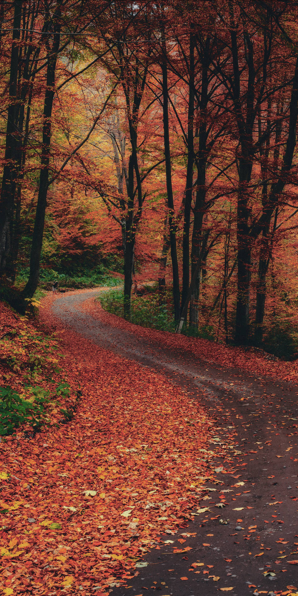 Country Beautiful Road Aesthetic Iphone Xr Background