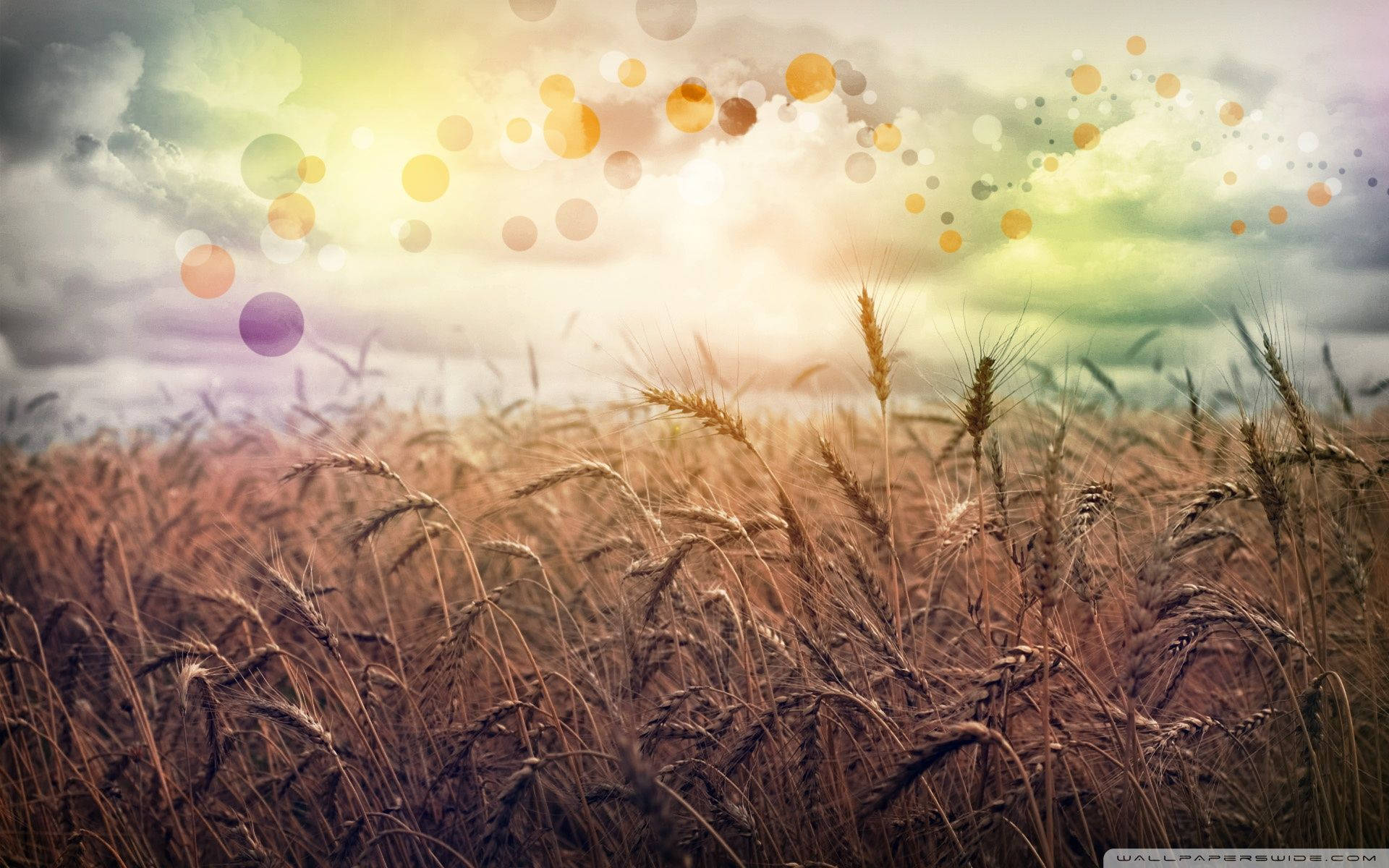 Country Field Rainbow Orbs Background