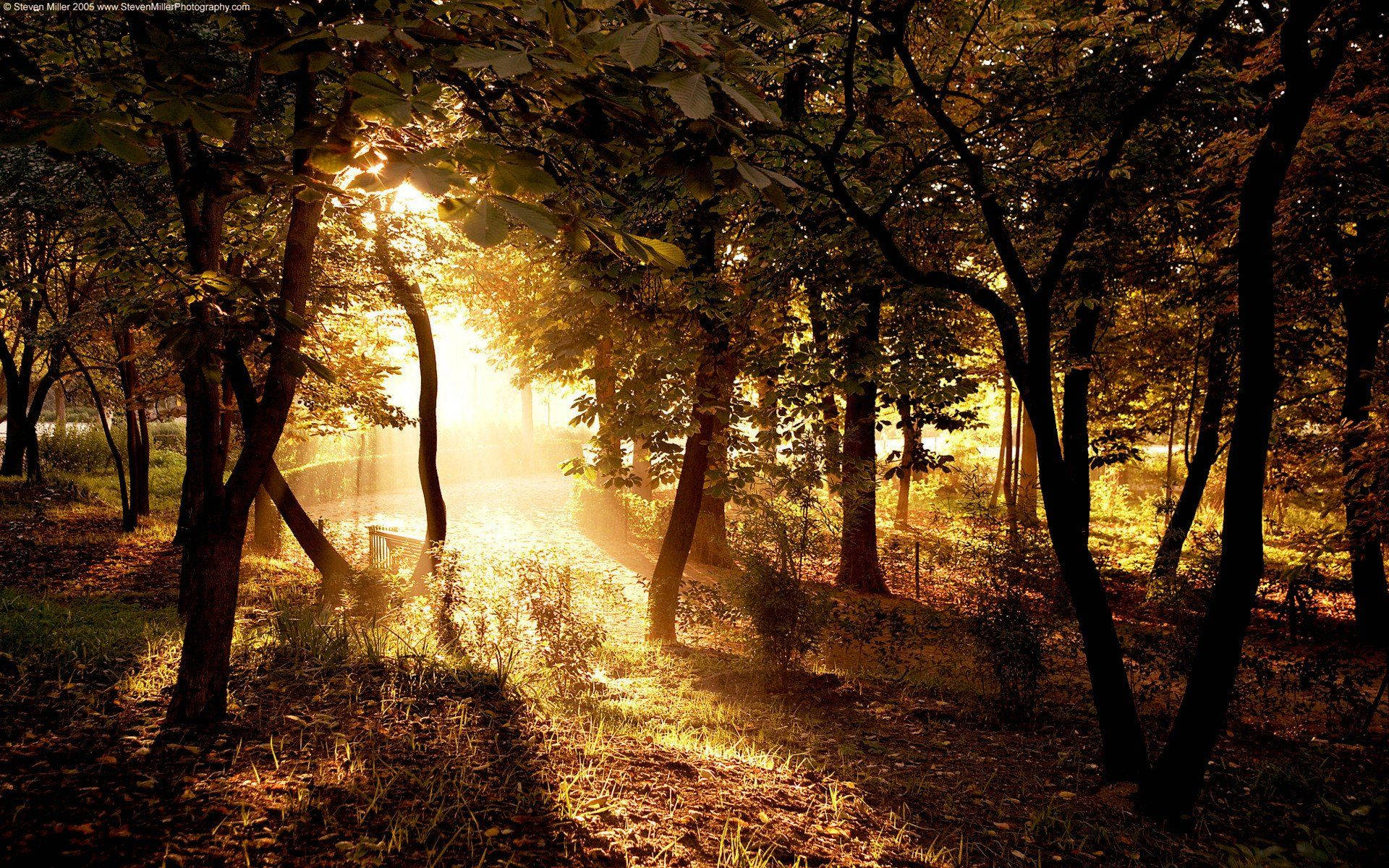 Country Forest Golden Sunlight Background