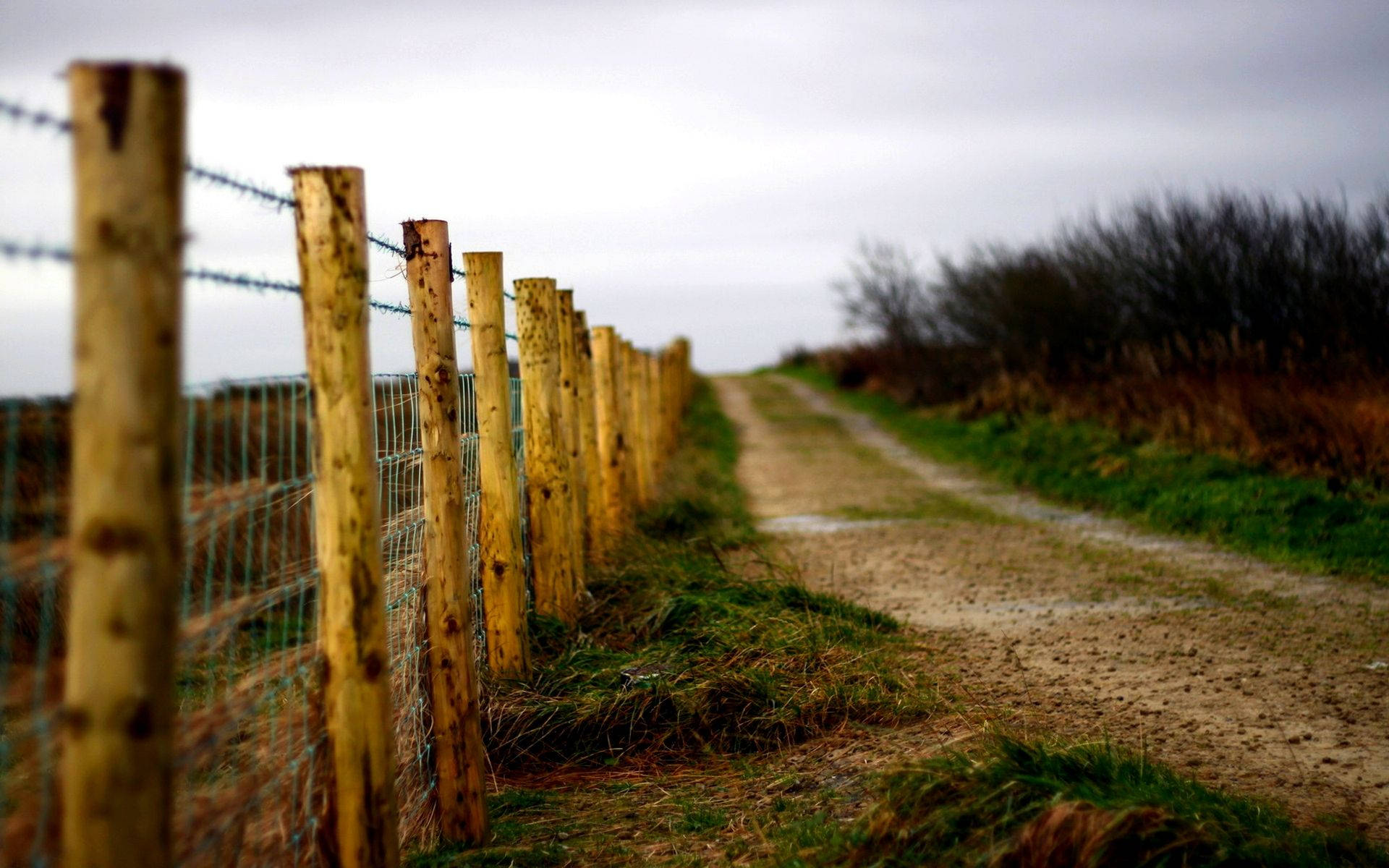 Country Road Branch Tree Fence