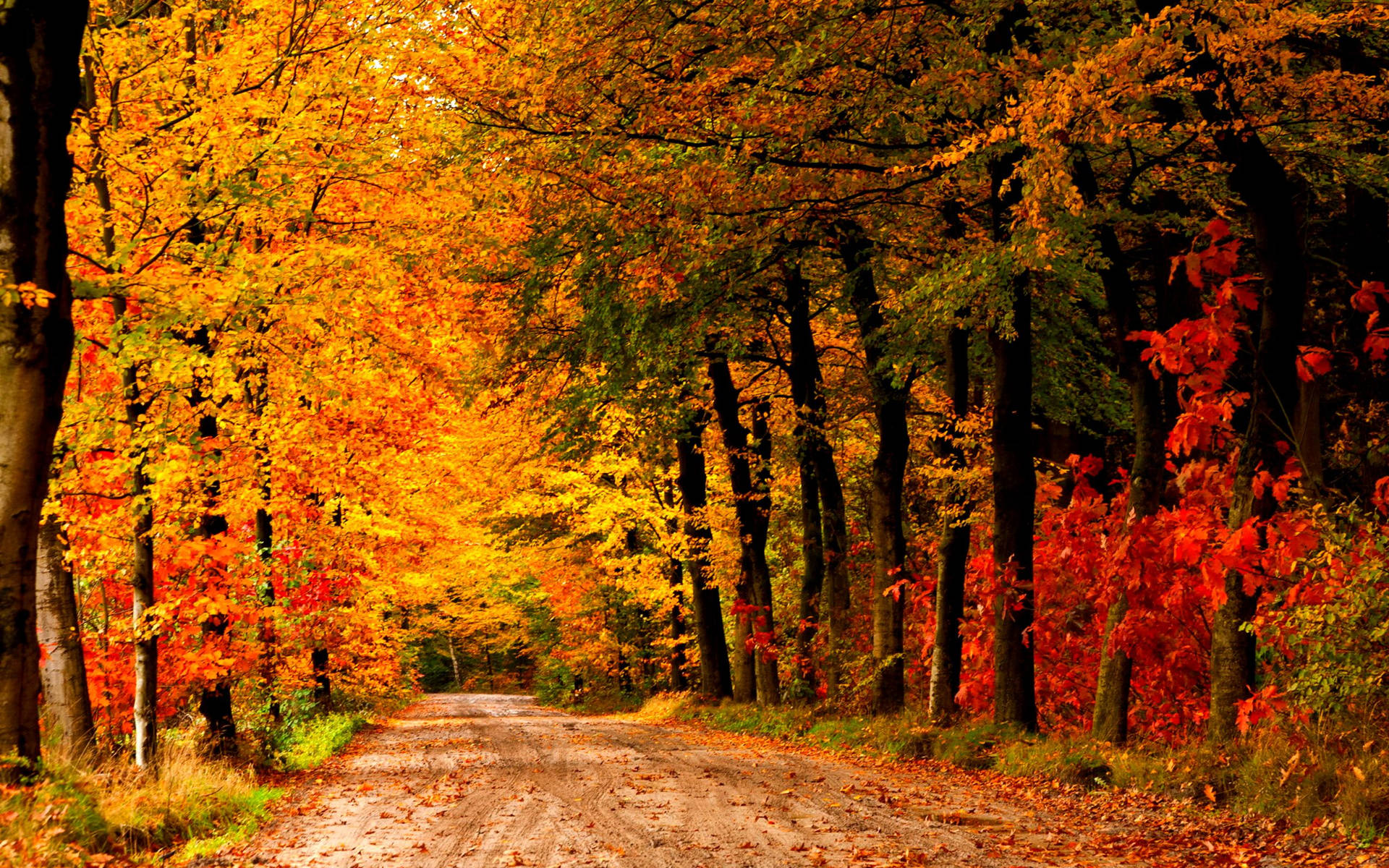 Country Road Different Colored Trees Background
