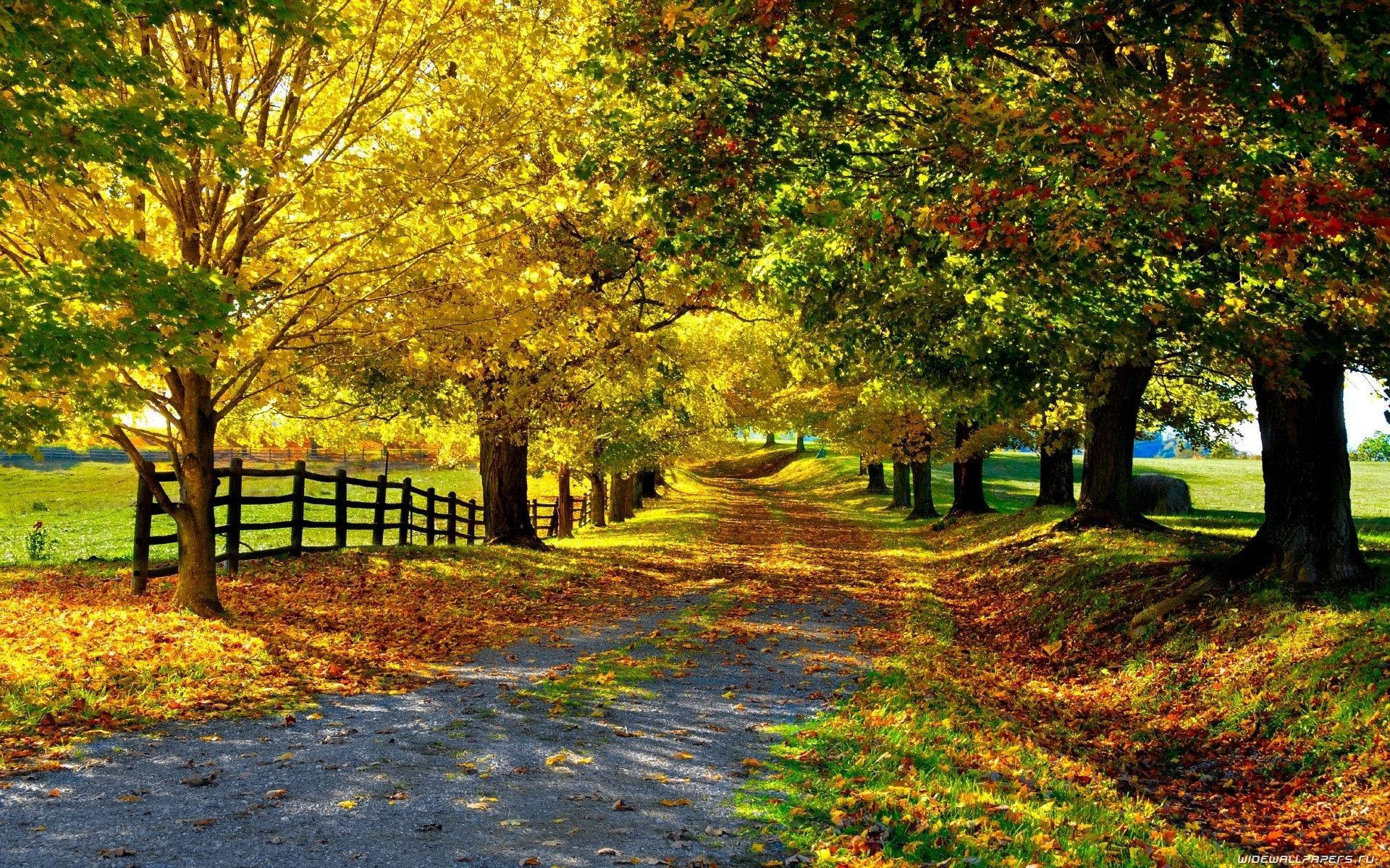 Country Road Littered With Fallen Leaves Background