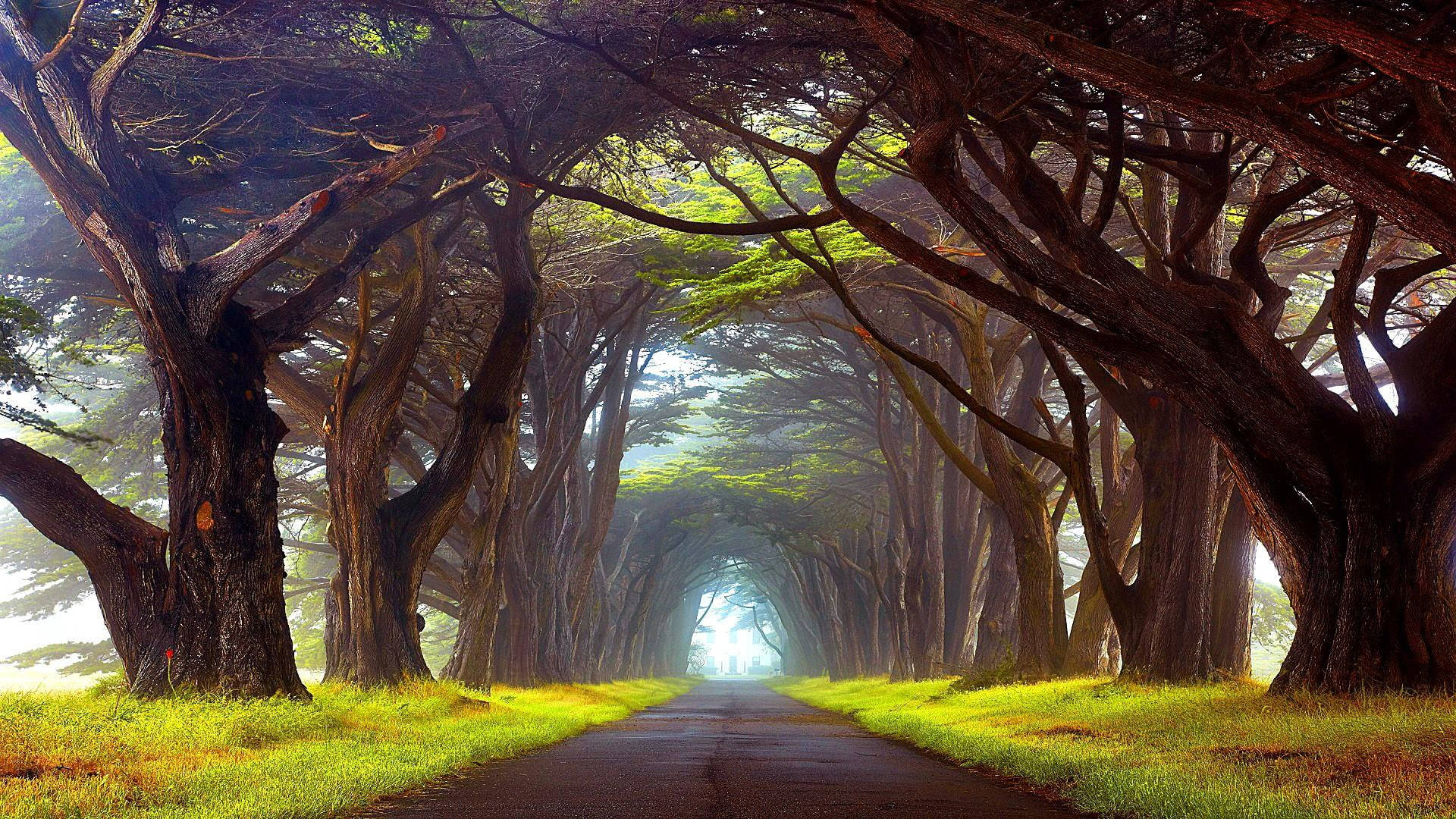 Country Road Shaded By Trees Background