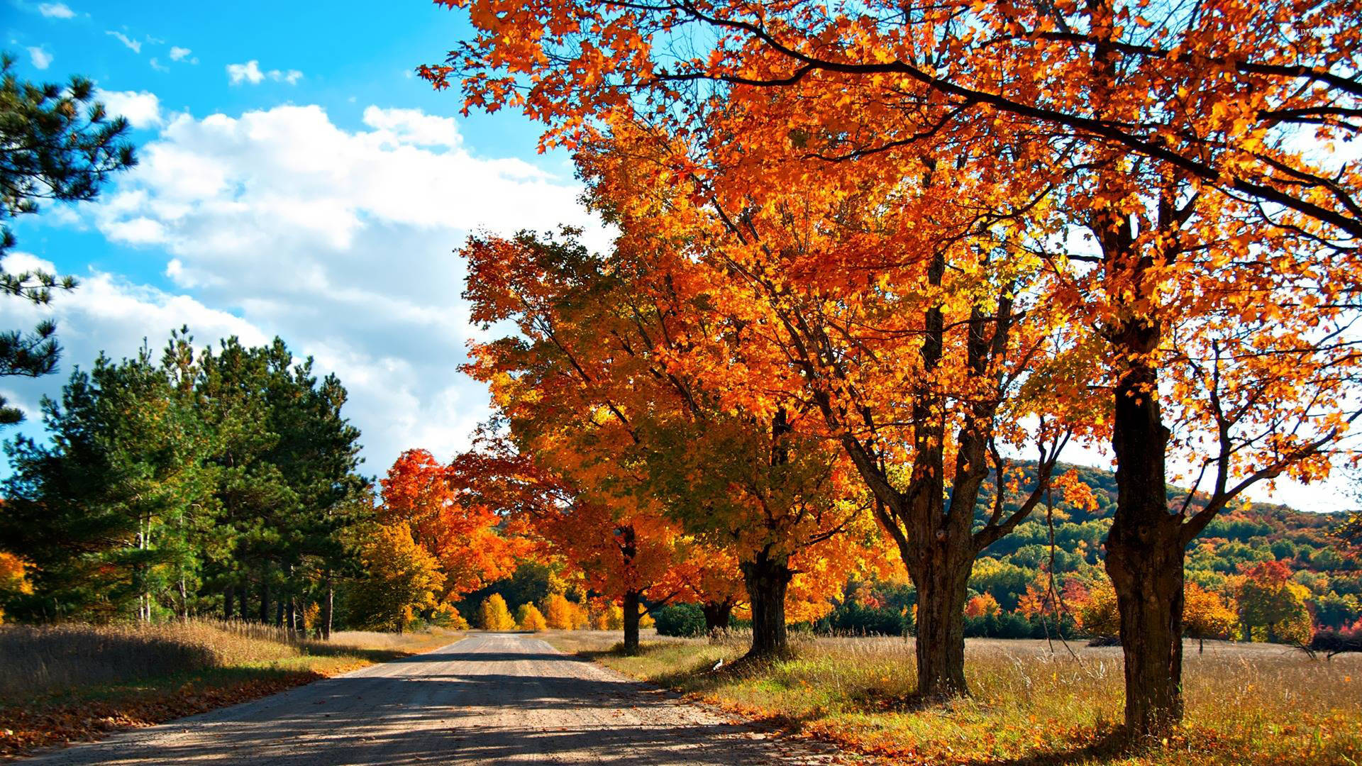 Country Road Trees With Orange Leaves Background