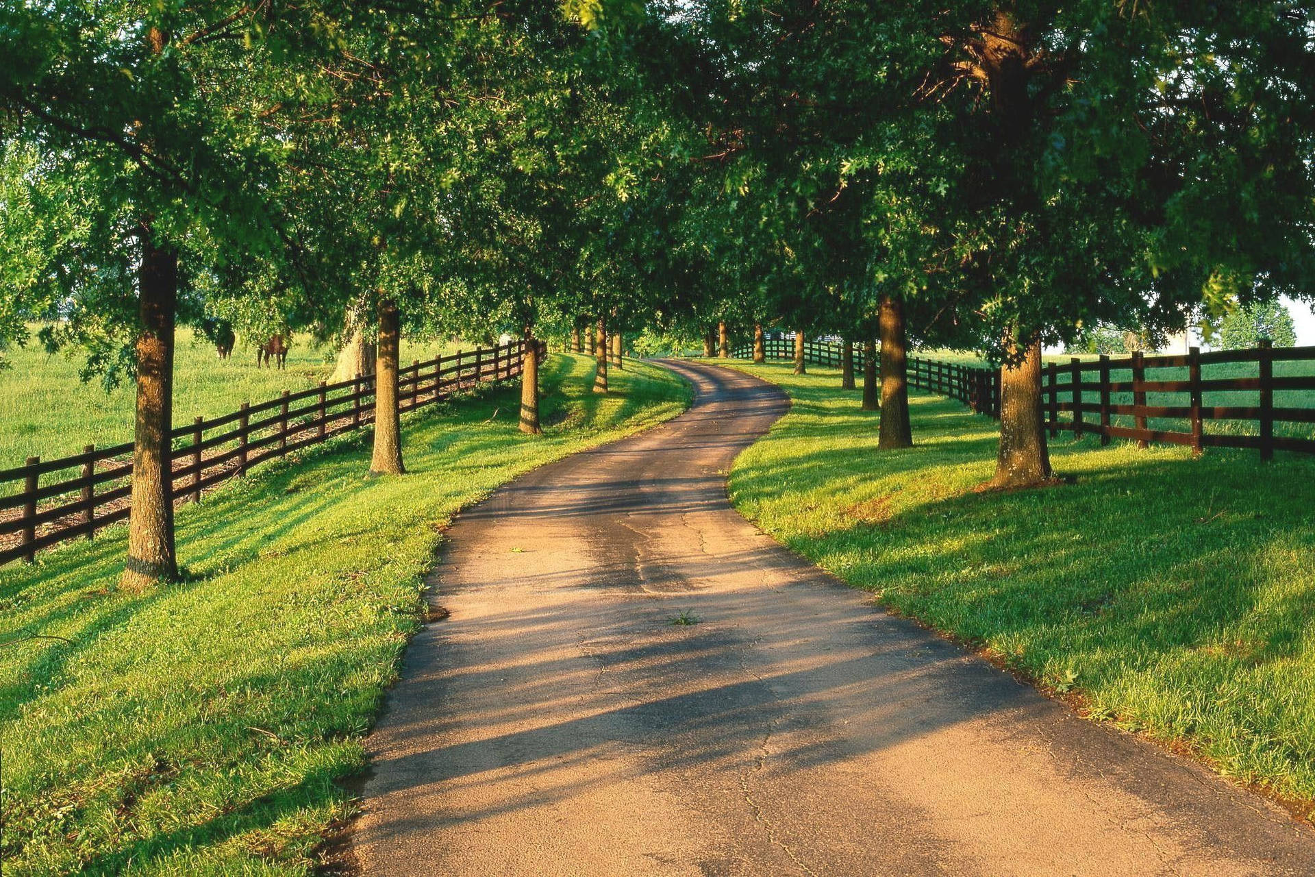 Country Road With Row Of Trees Background