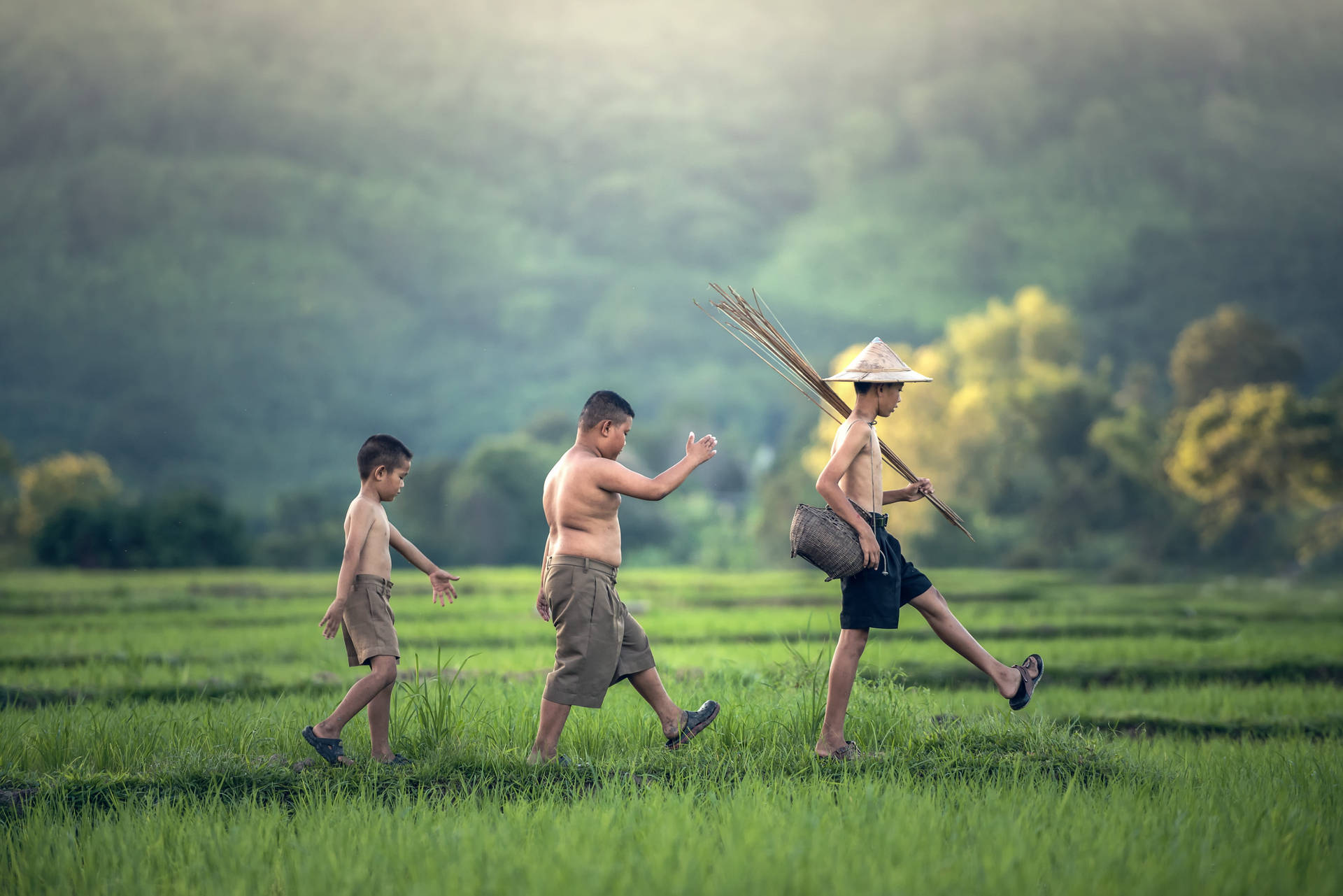 Country Summer Boys Rice Field Background