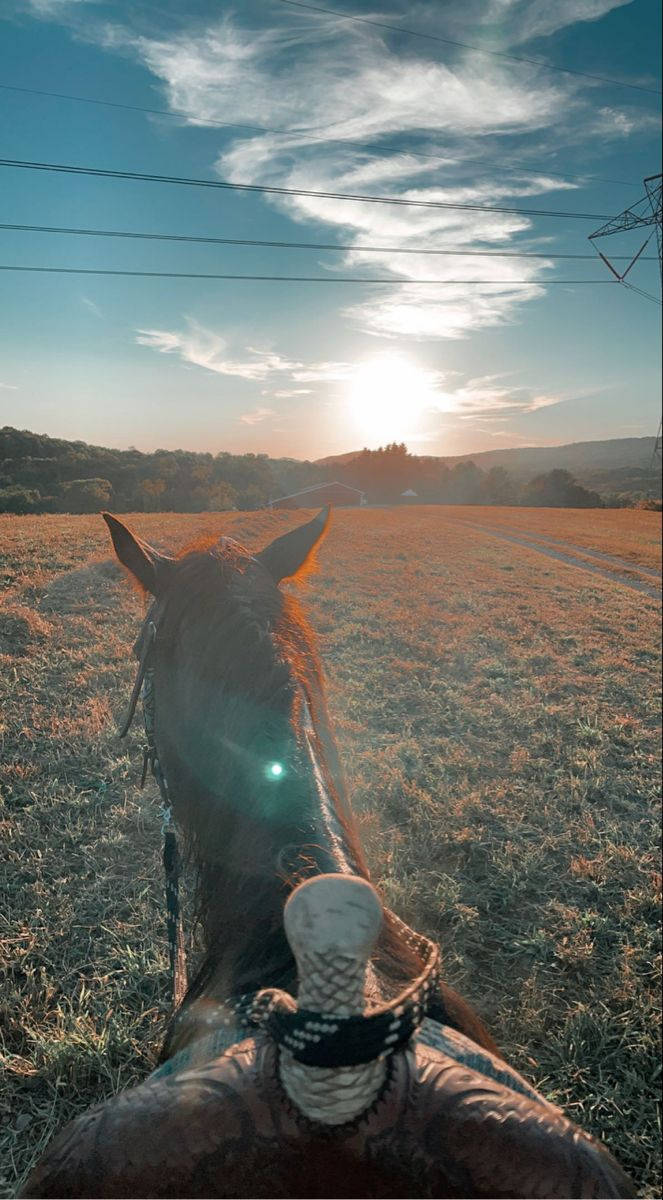 Country Western Horse First Person Background