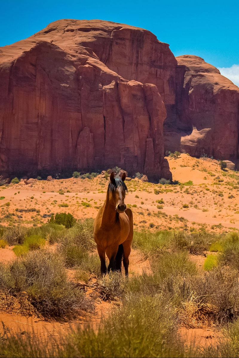 Country Western Horse Rocks Background