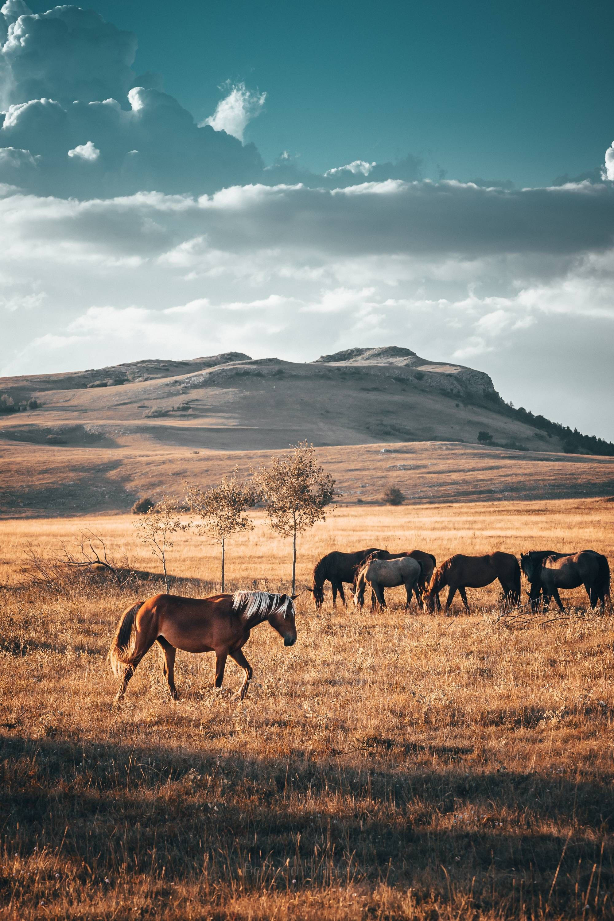 Country Western Horses Mountain Background