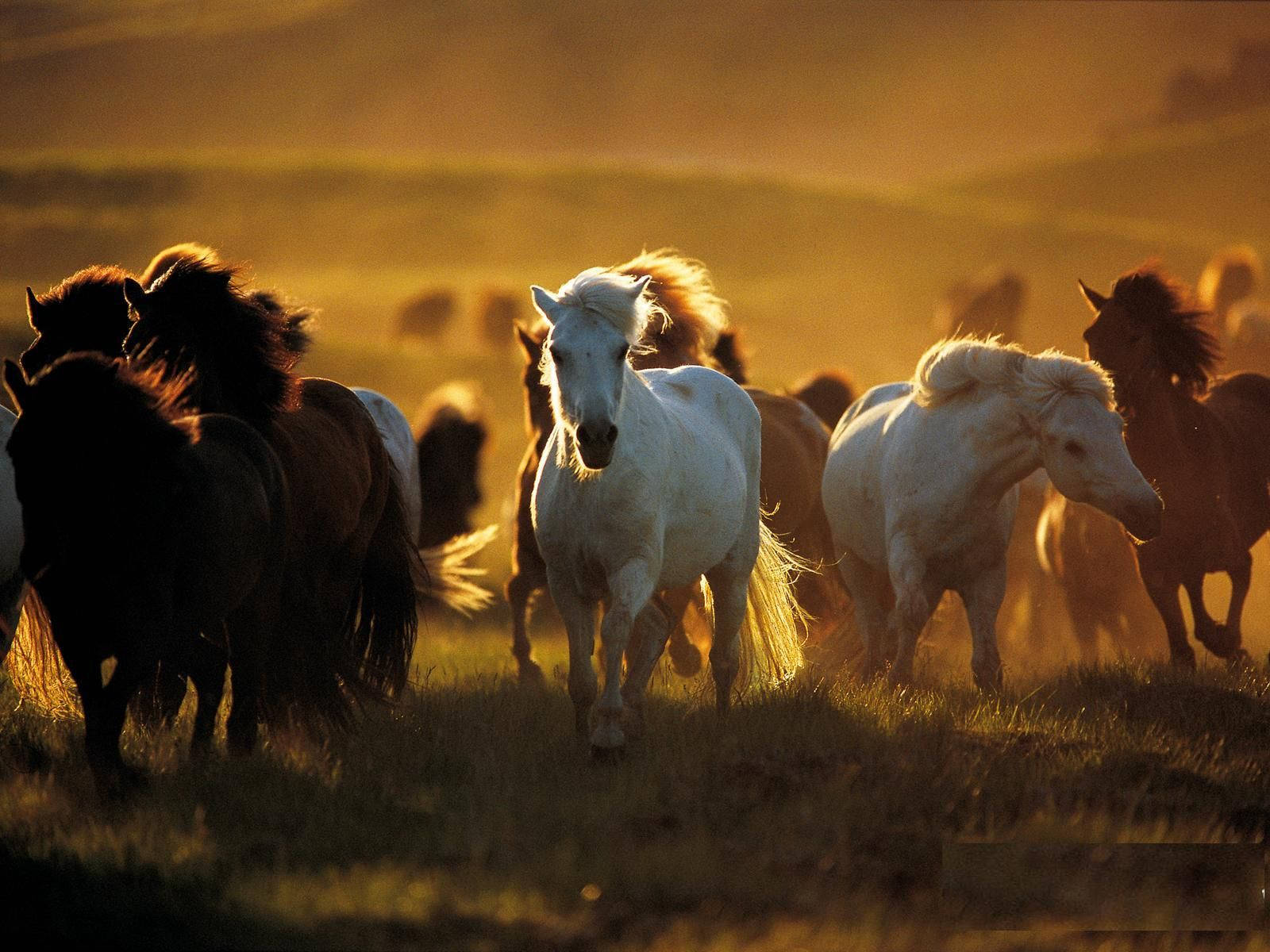 Country Western Many Horses Background