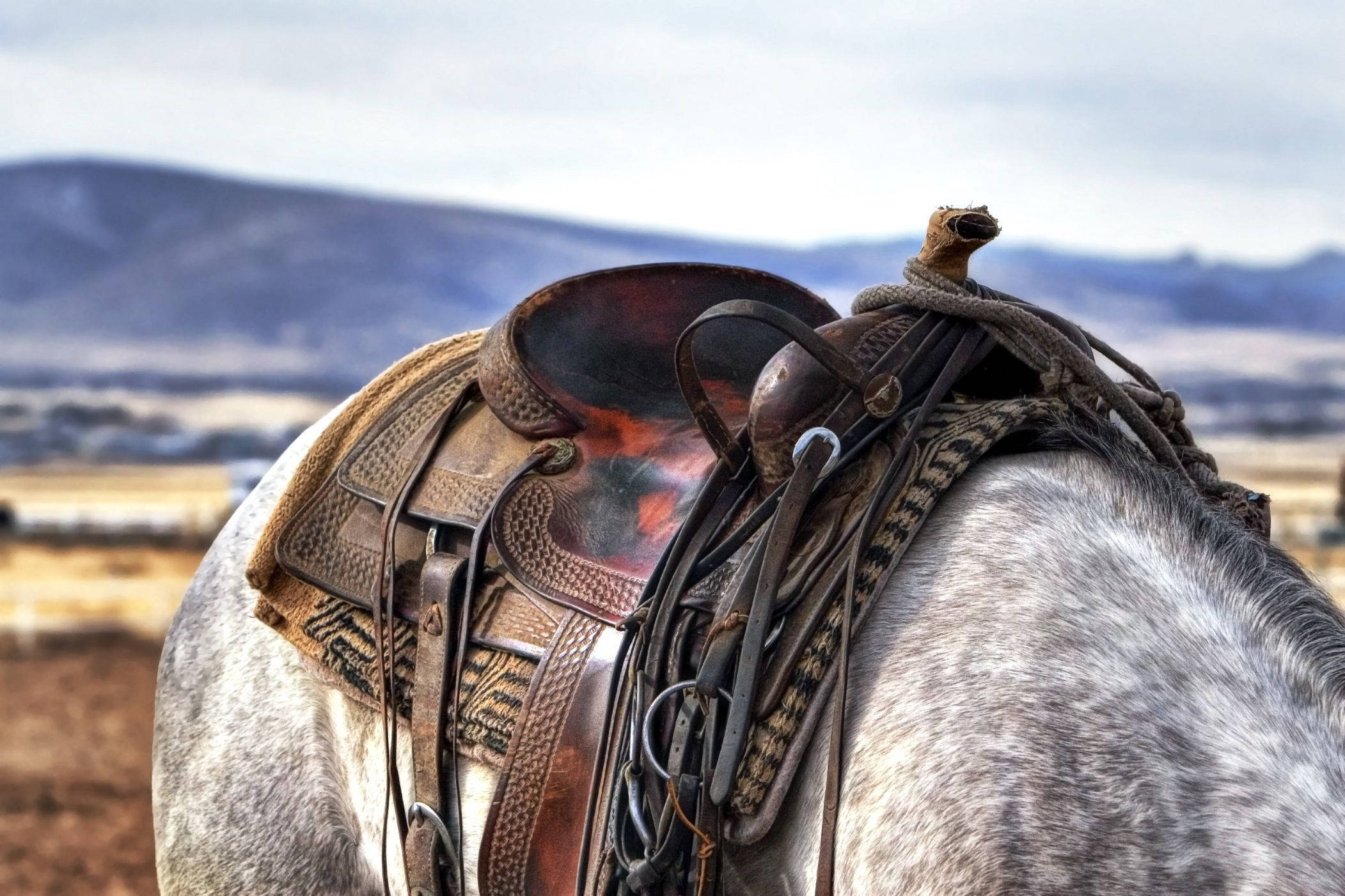 Country Western White Horse Saddle Background