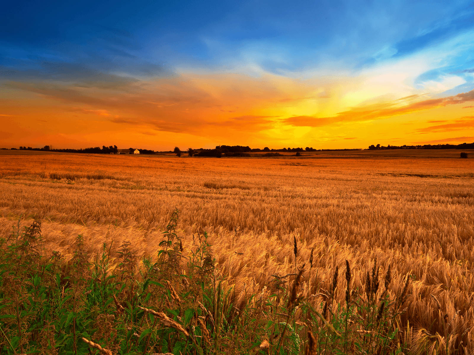 Country Wheat Field Sunset Background