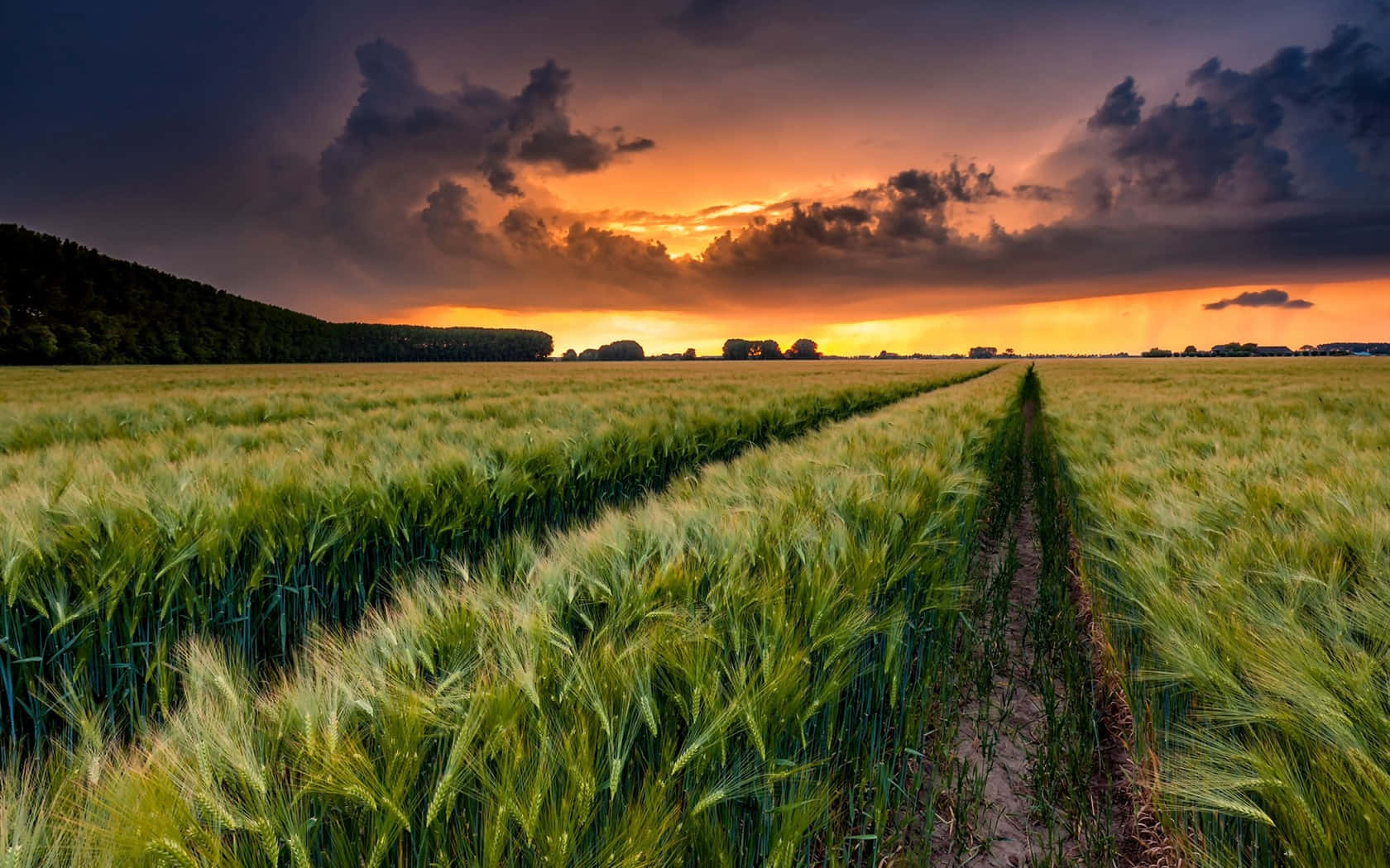 Countryside Green Wheat Field During Sunset Background