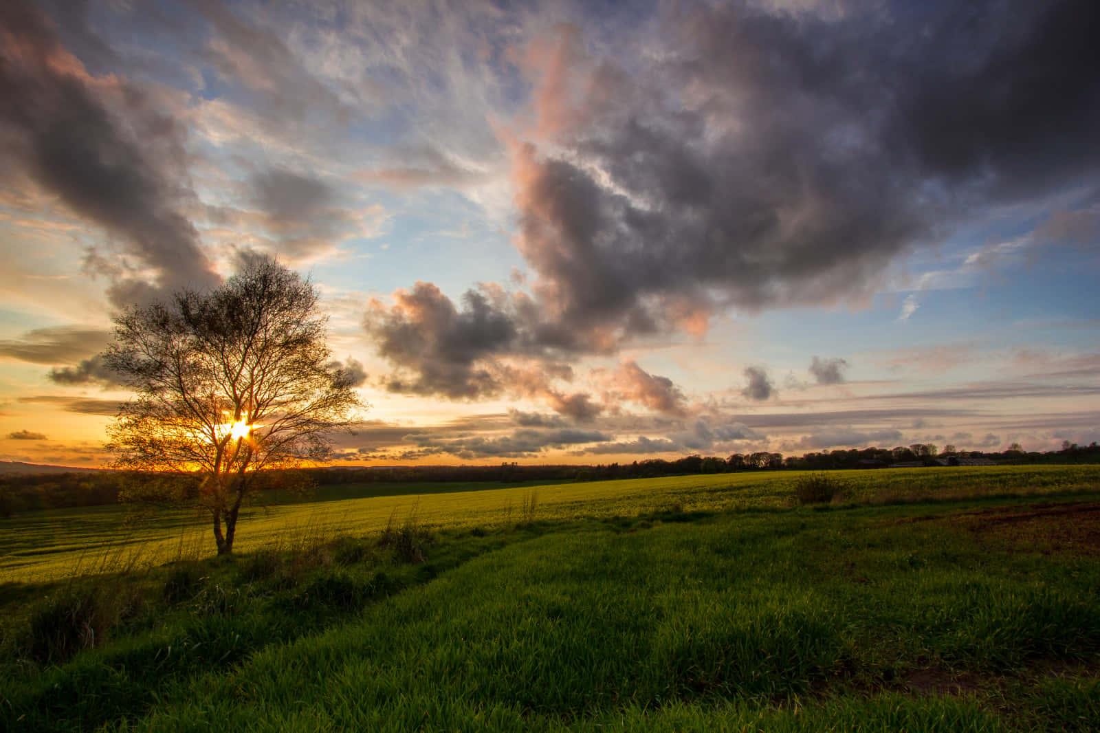 Countryside Tree And Grass On Sunset