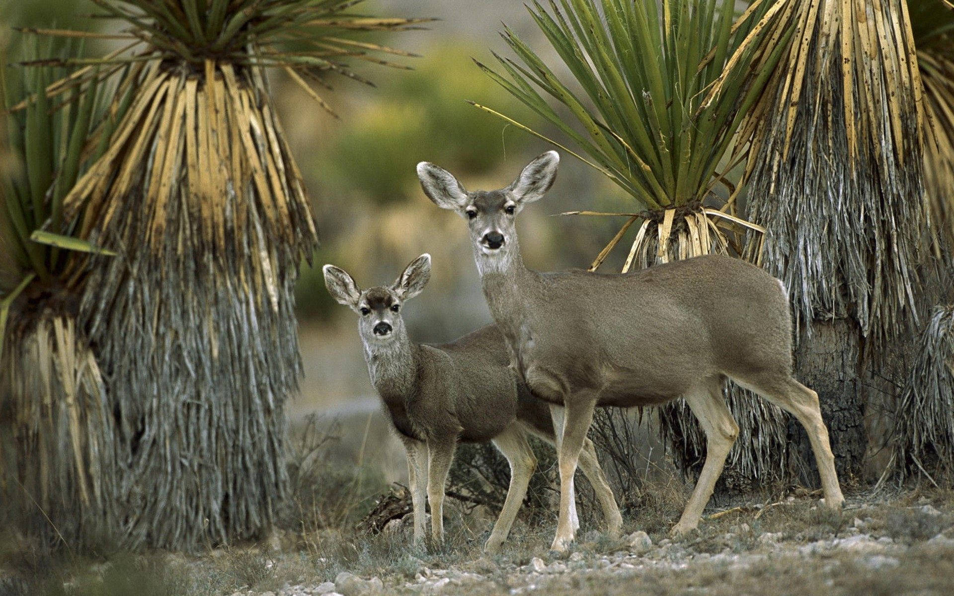 Couple Antelopes In Chihuahuan Mexico Desert Background