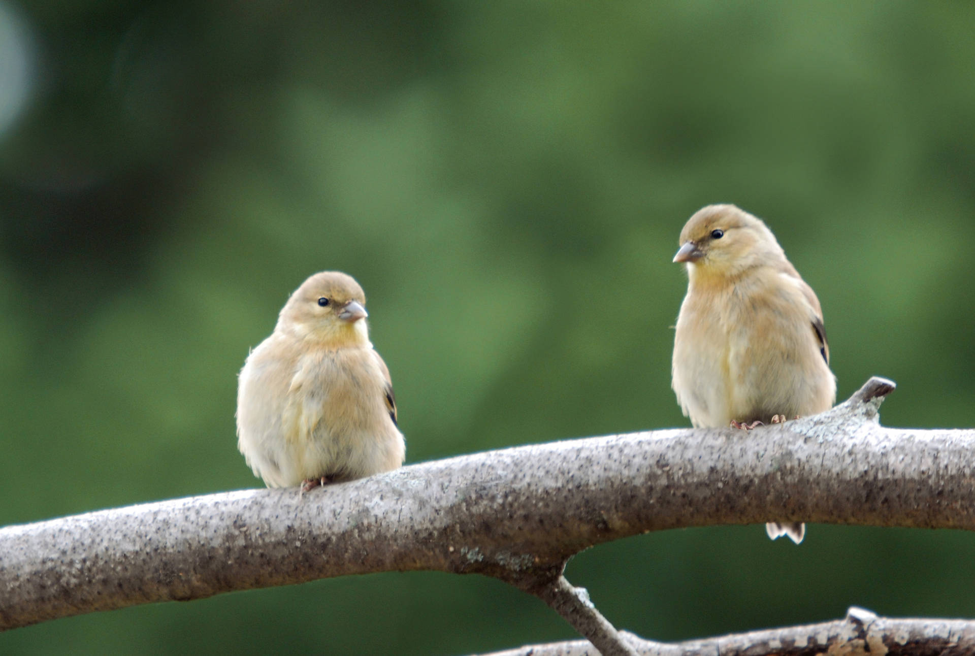 Couple Bird In Branch Background